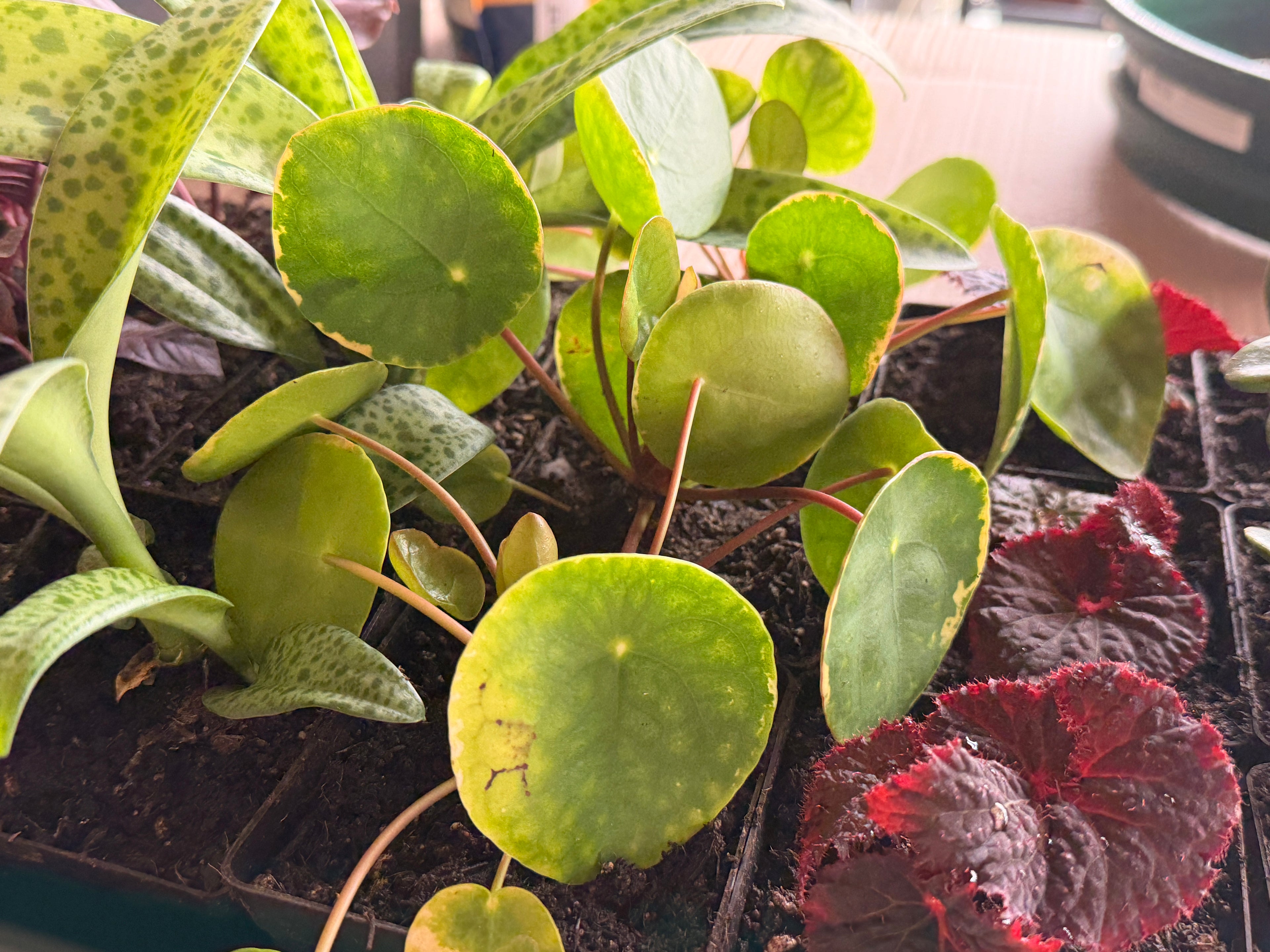 Chinese Money Plant