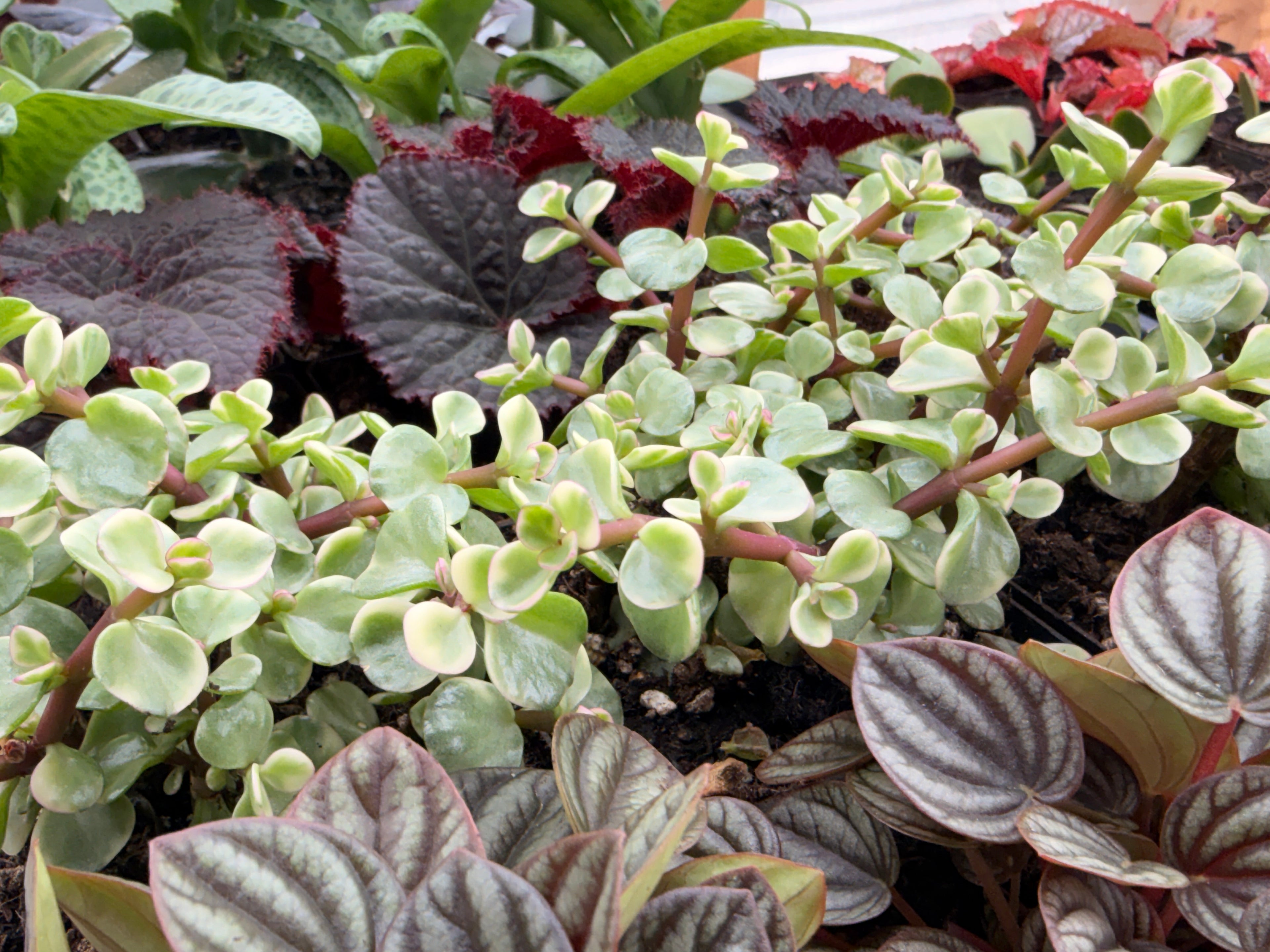 Variegated Elephant Bush