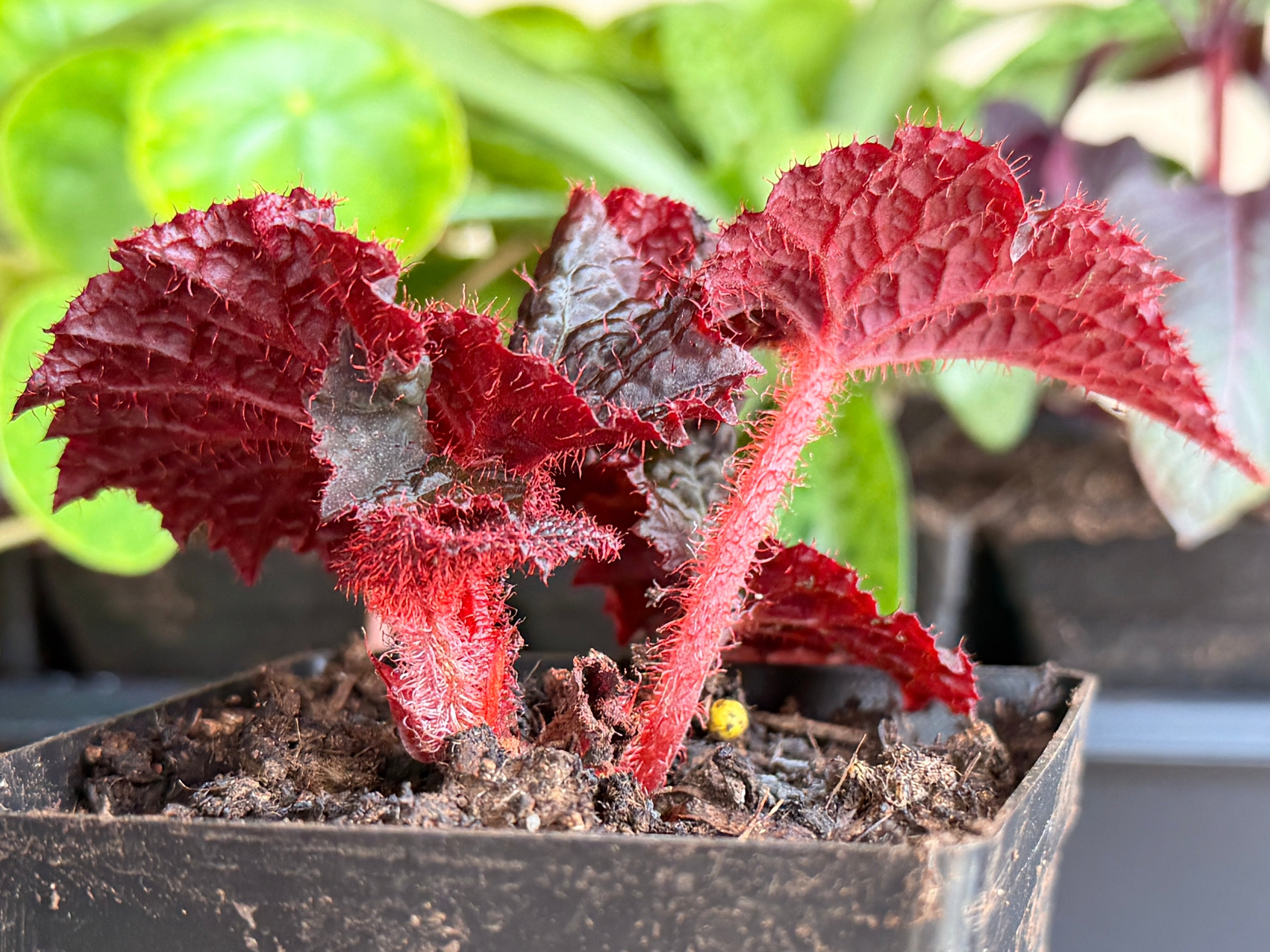 Begonia "Midnight Magic"