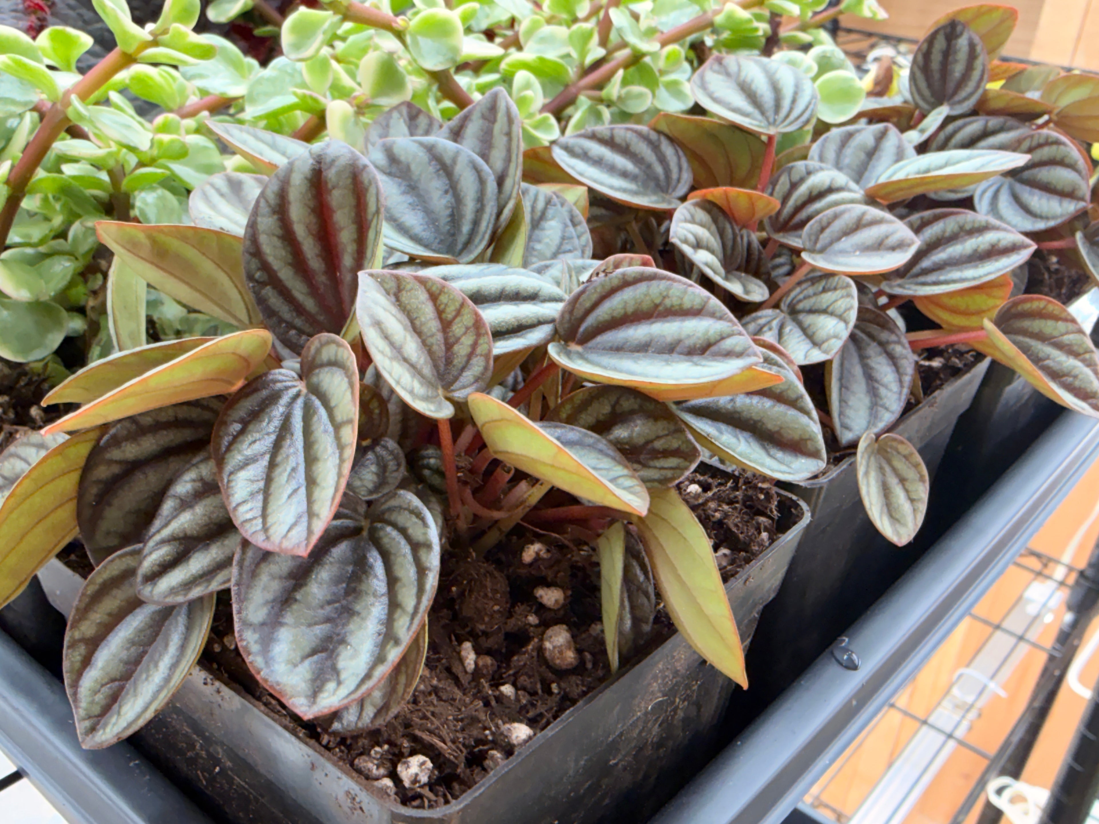 Peperomia "Piccolo Banda"