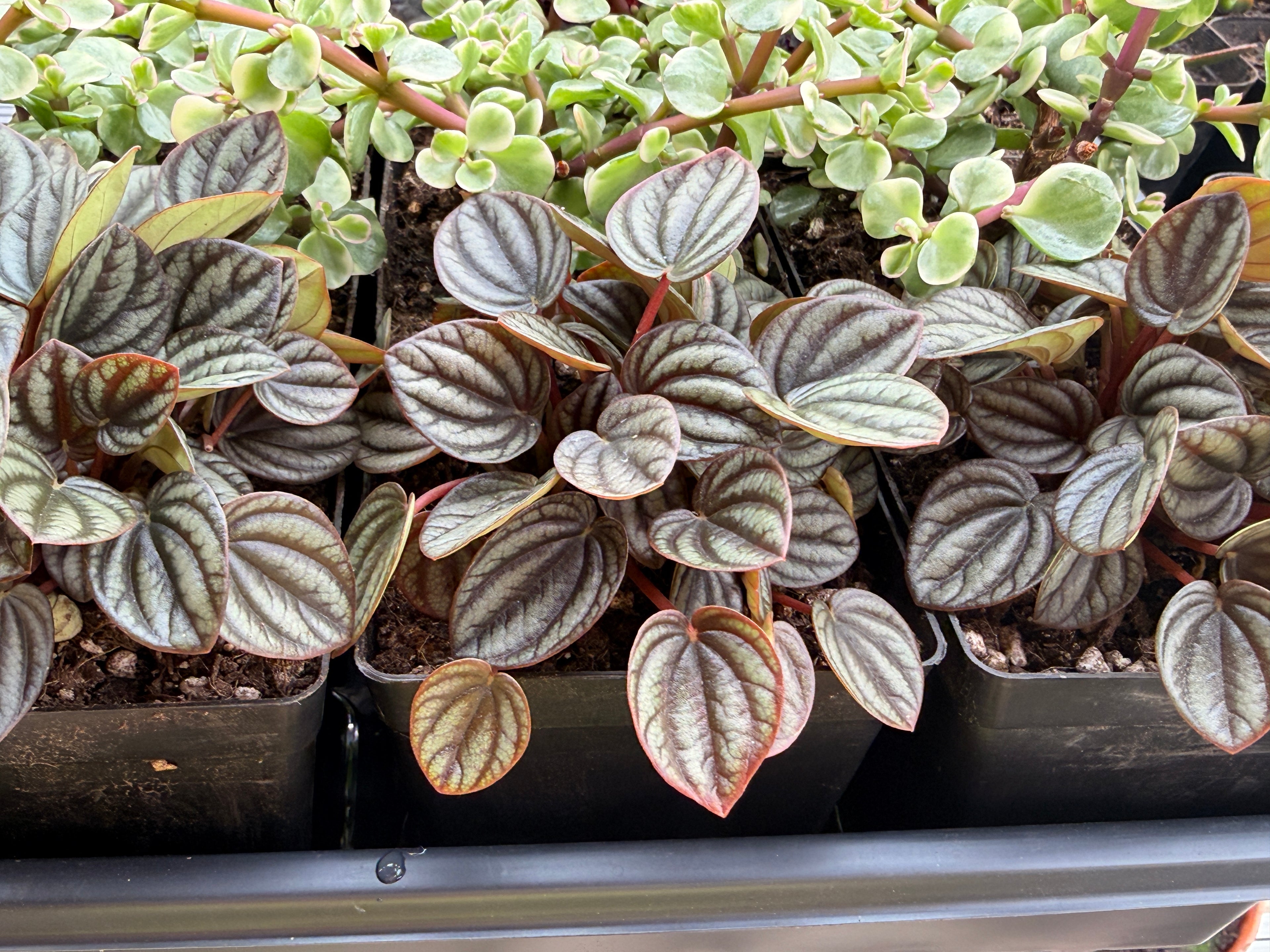 Peperomia "Piccolo Banda"