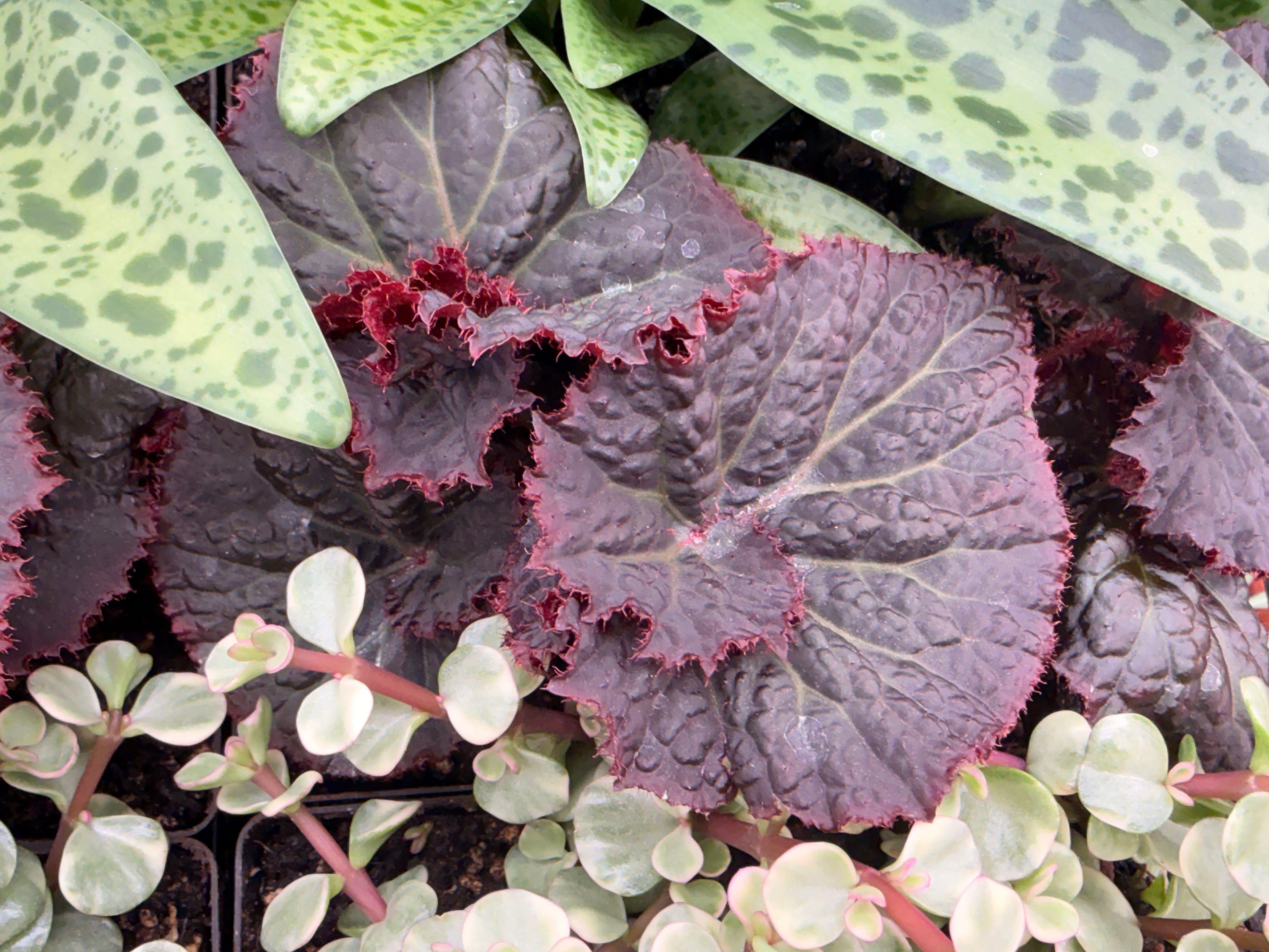 Begonia "Midnight Magic"