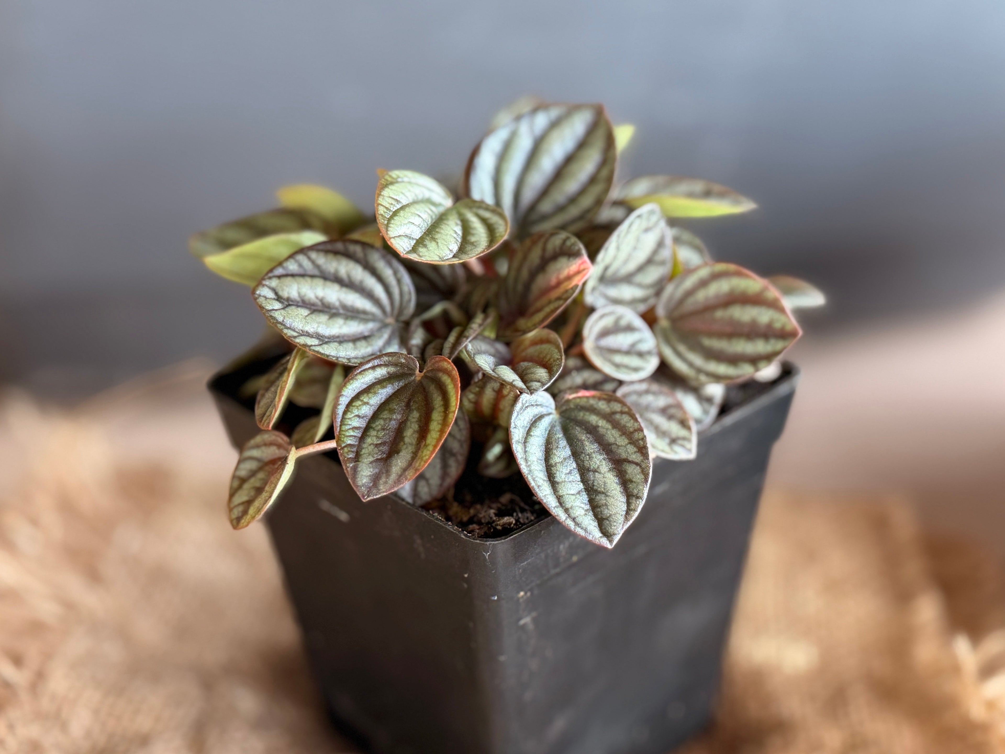 Peperomia "Piccolo Banda"