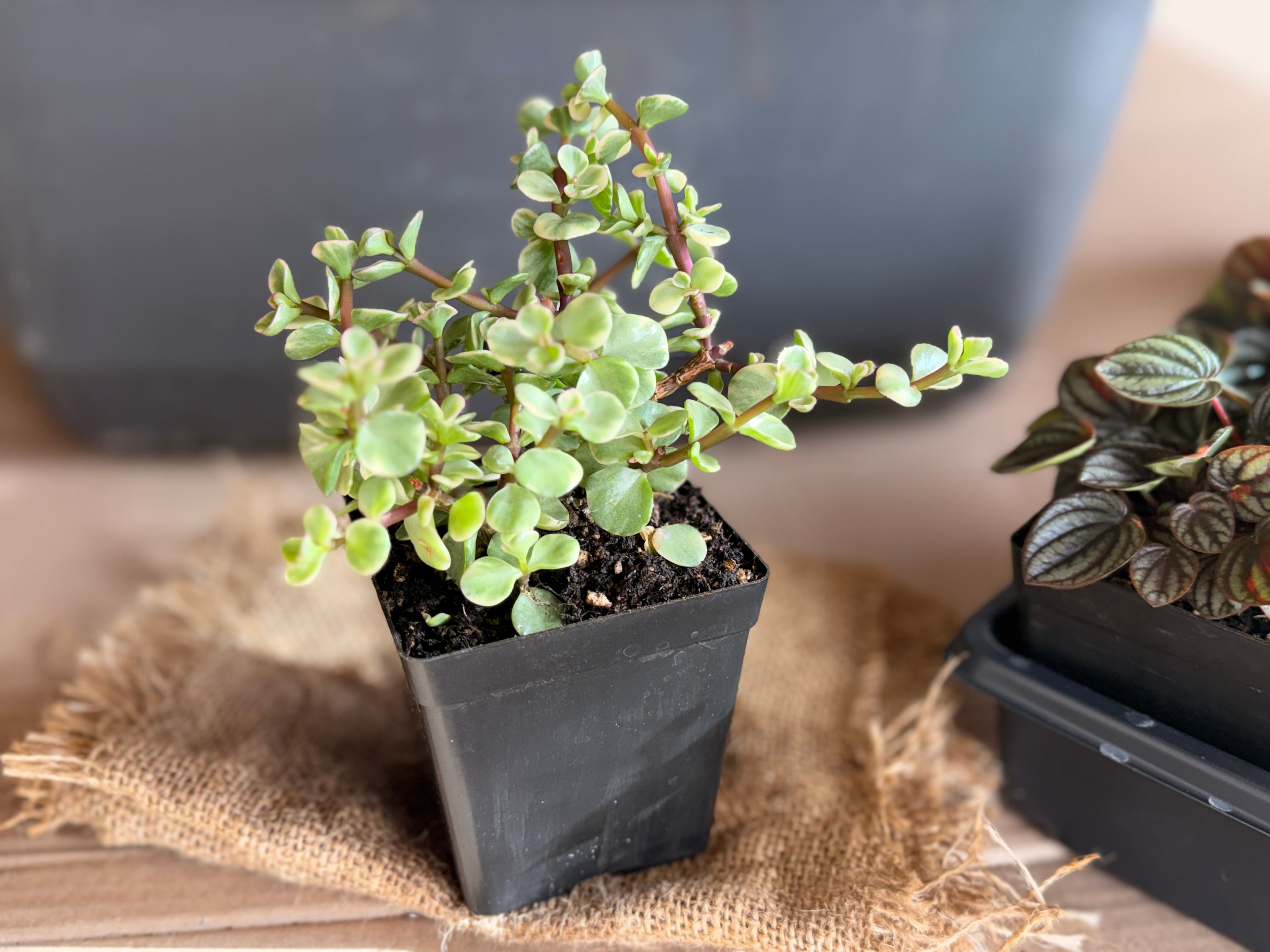 Variegated Elephant Bush