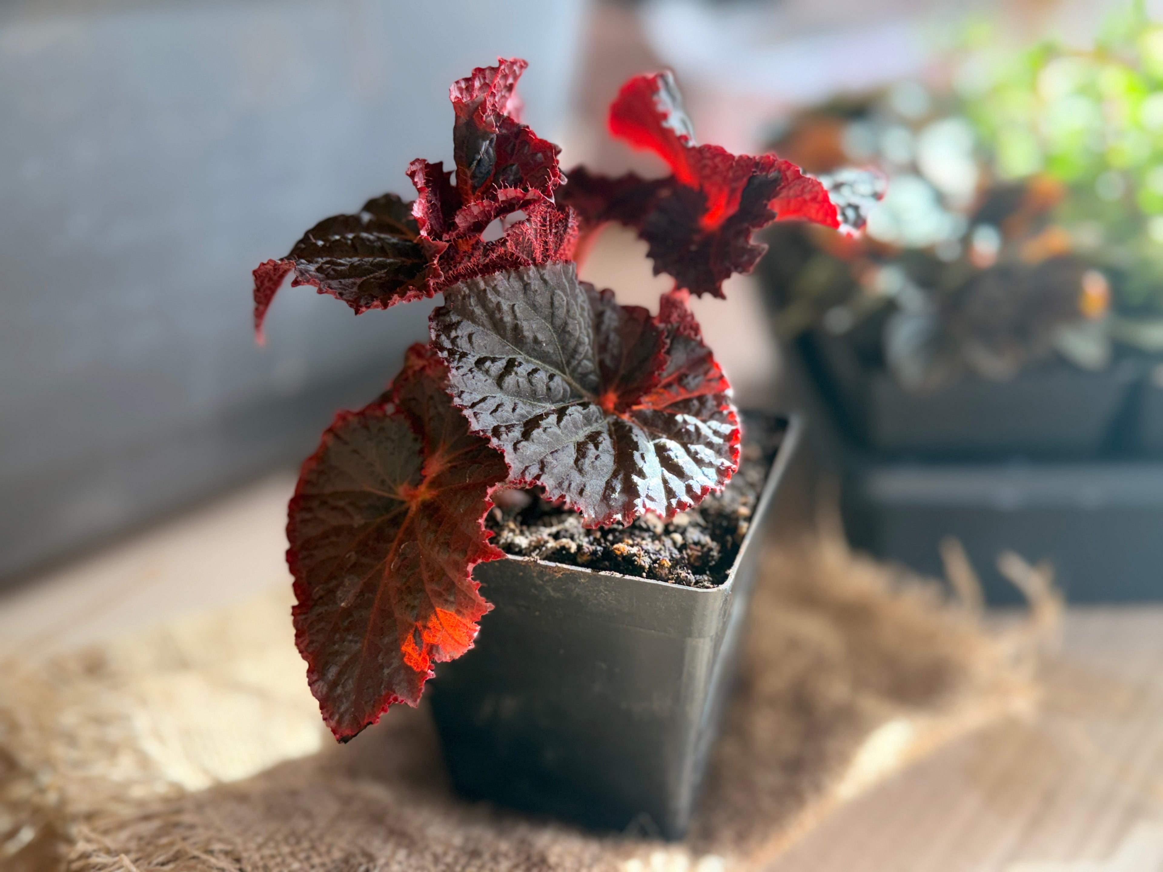 Begonia "Midnight Magic"