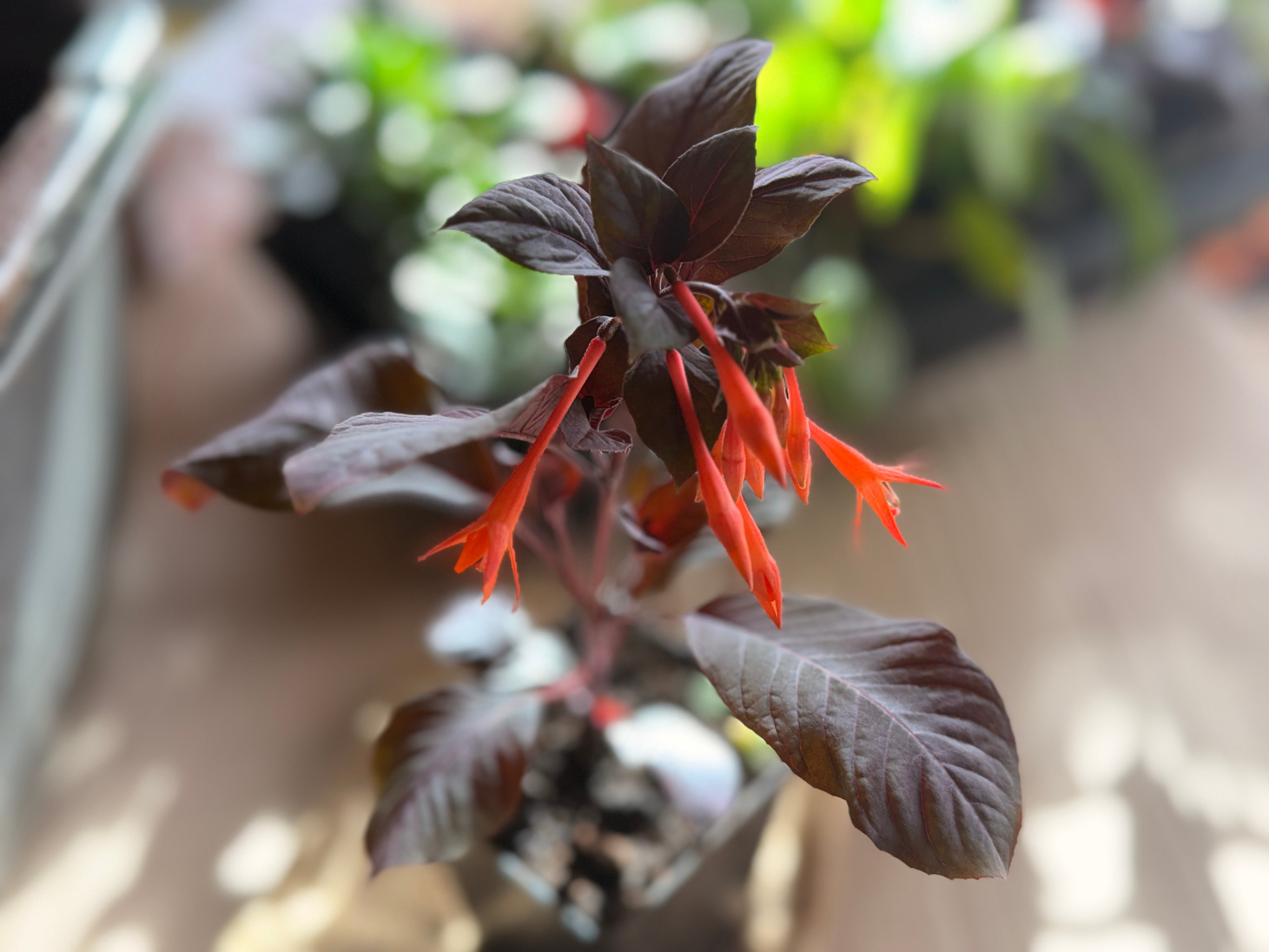 Fuchsia Triphylla