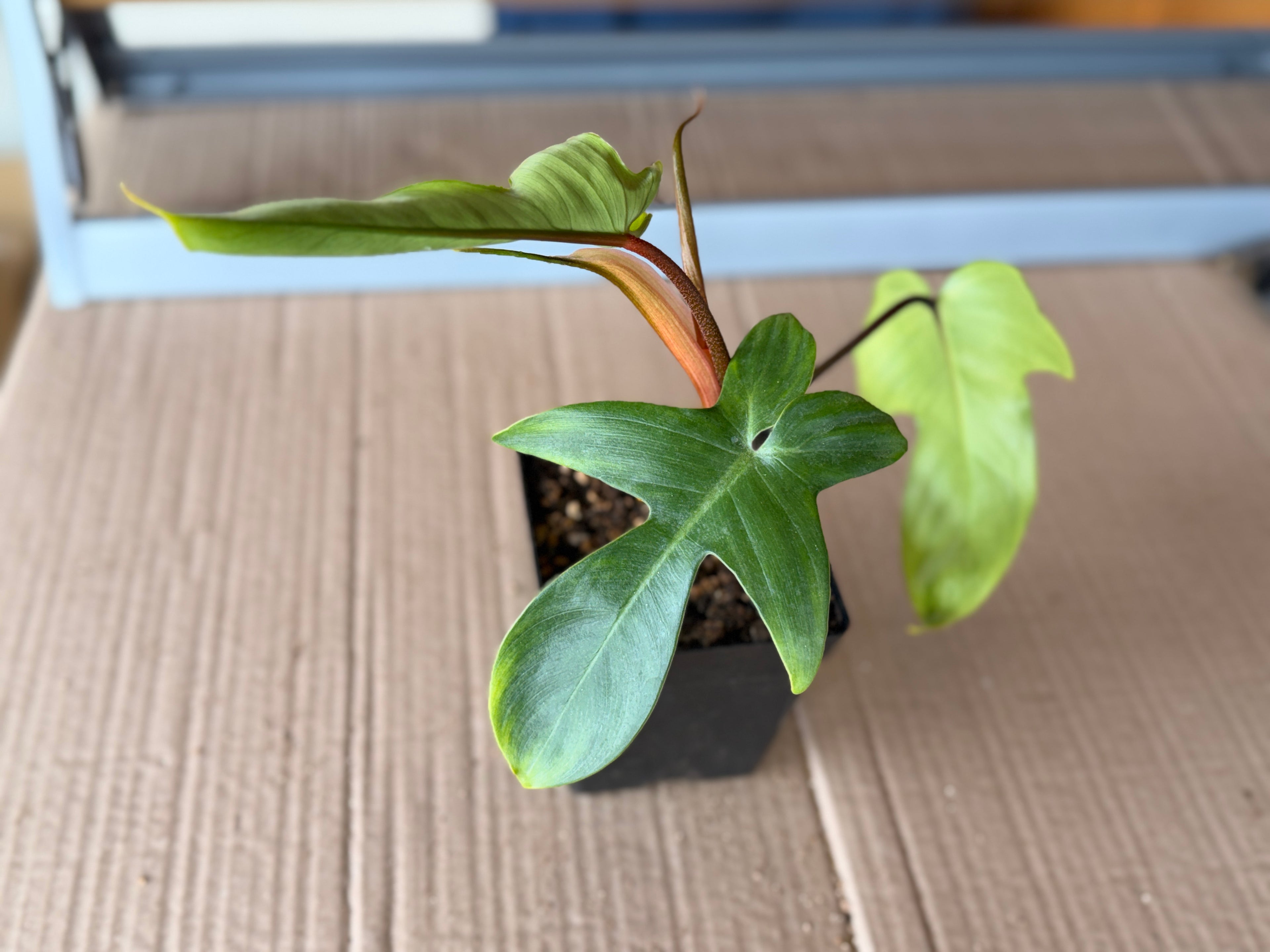 Philodendron "Florida Green"