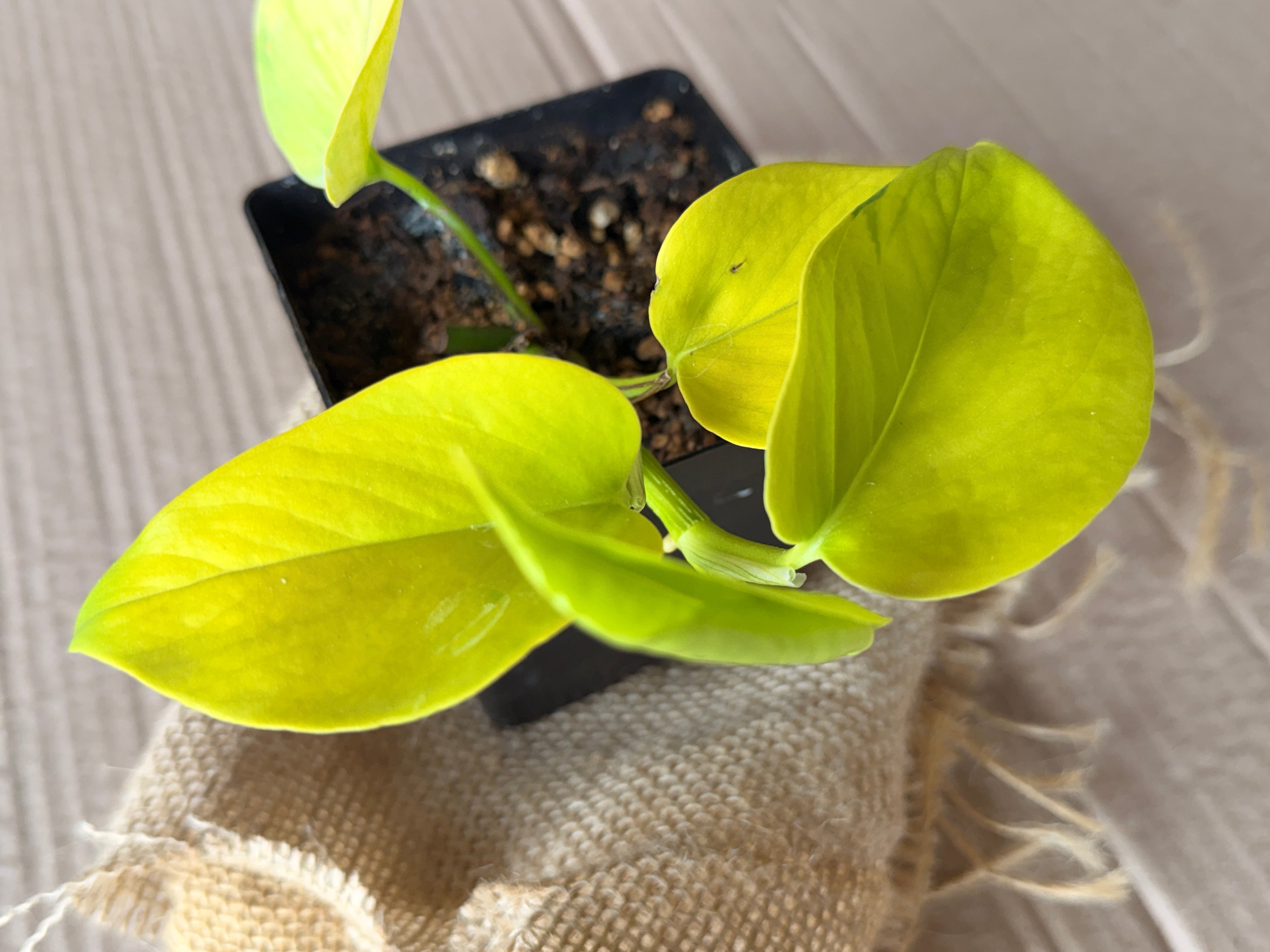 Golden Pothos