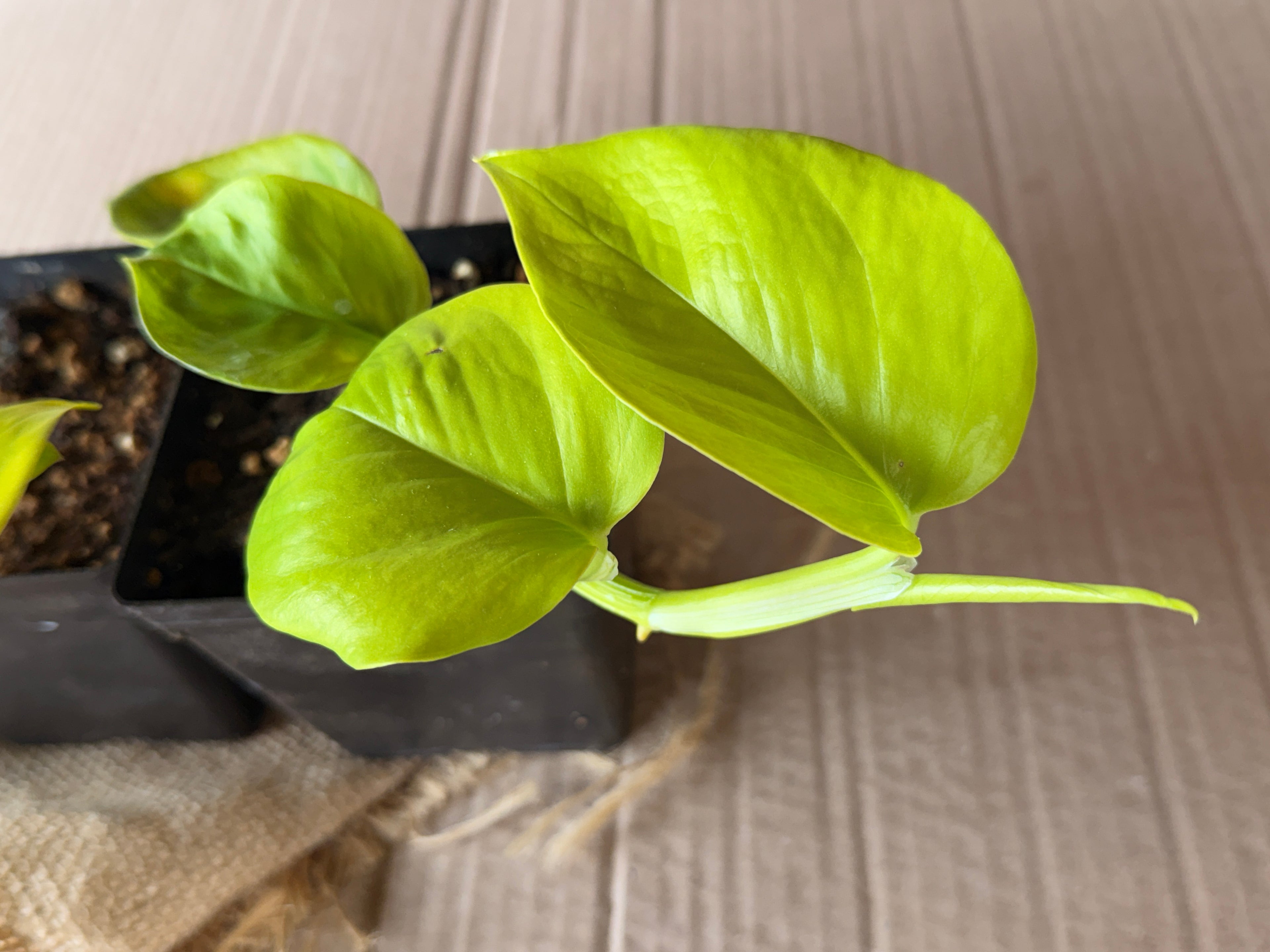 Golden Pothos