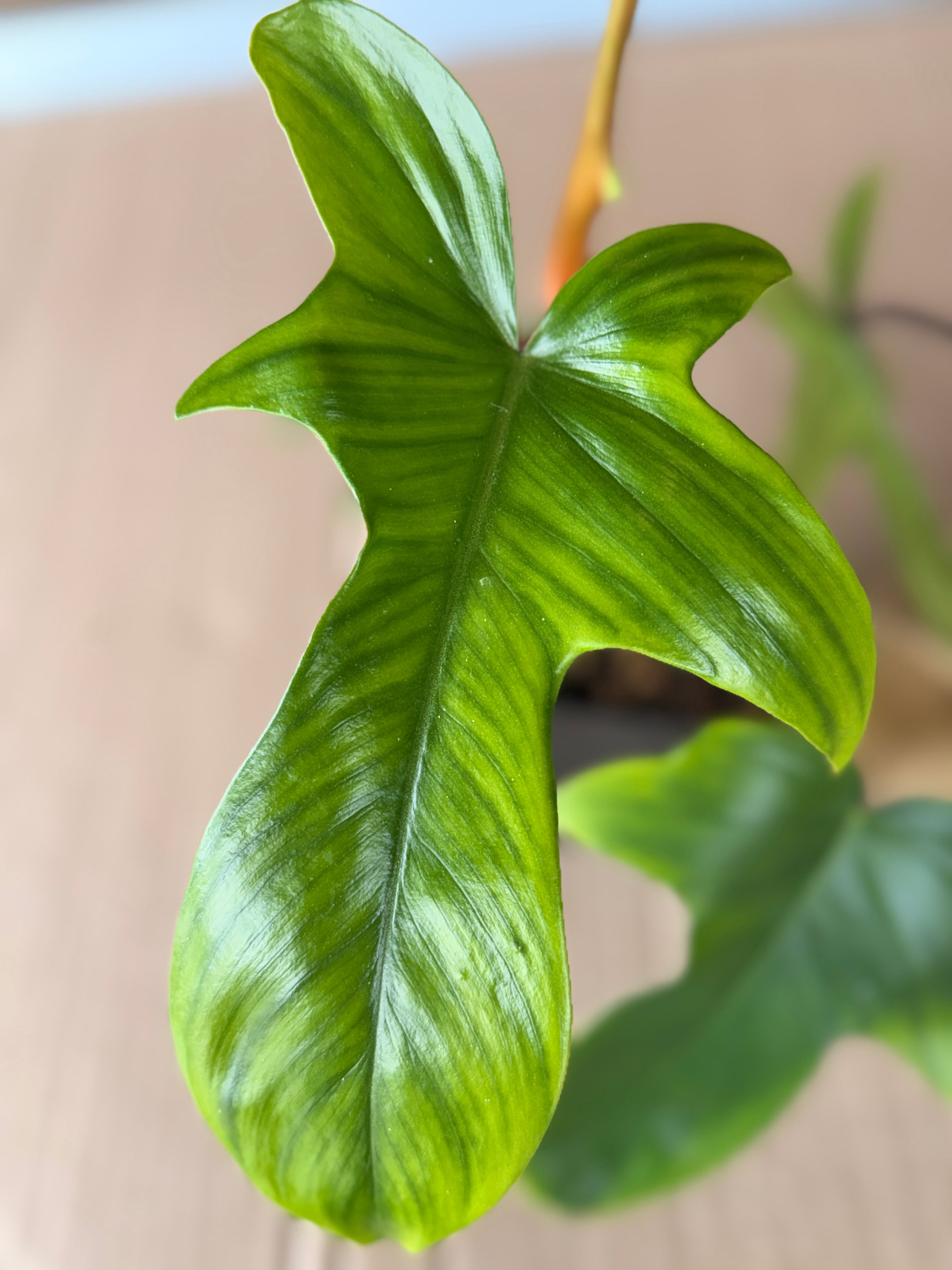 Philodendron "Florida Green"