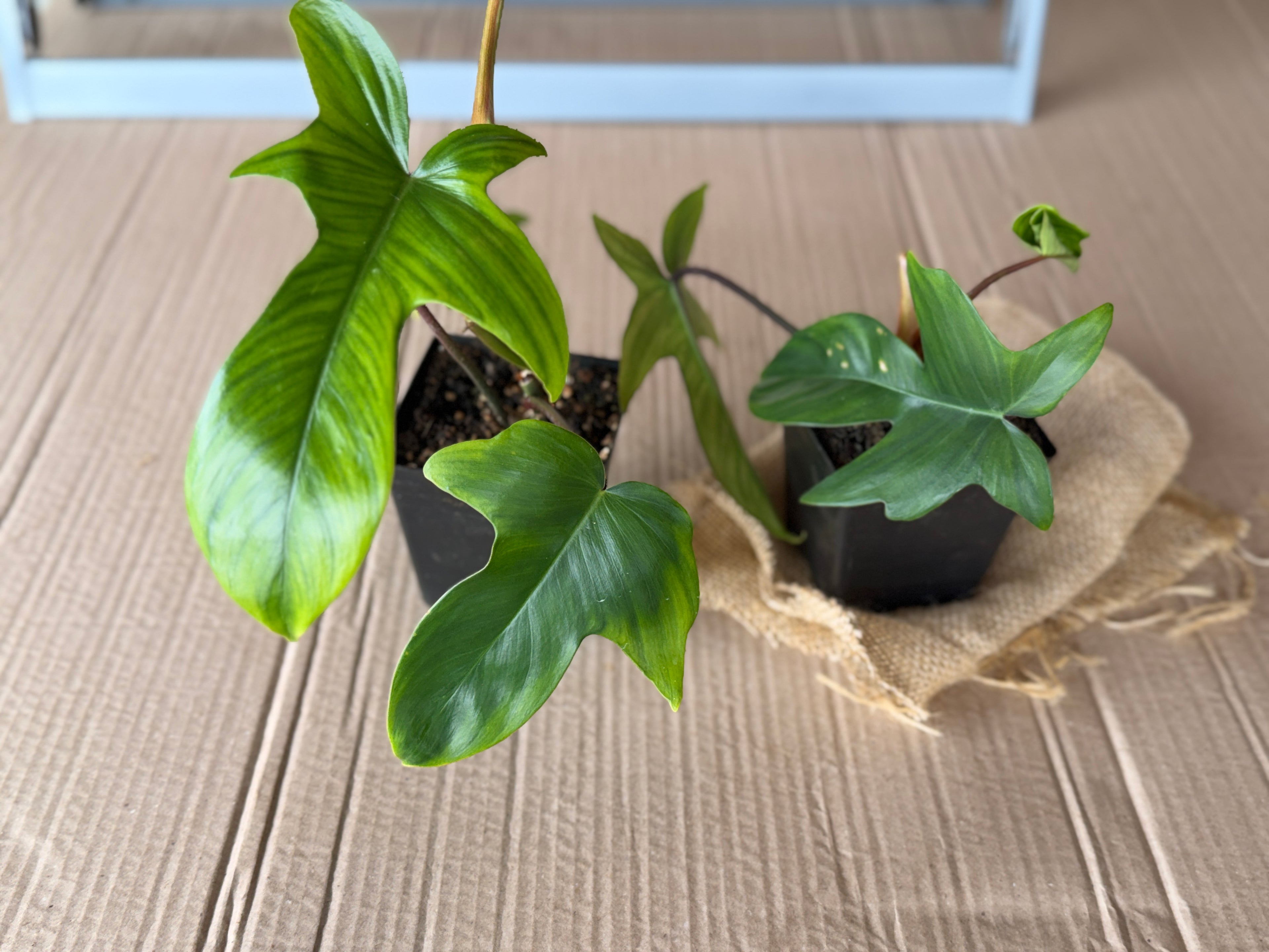 Philodendron "Florida Green"