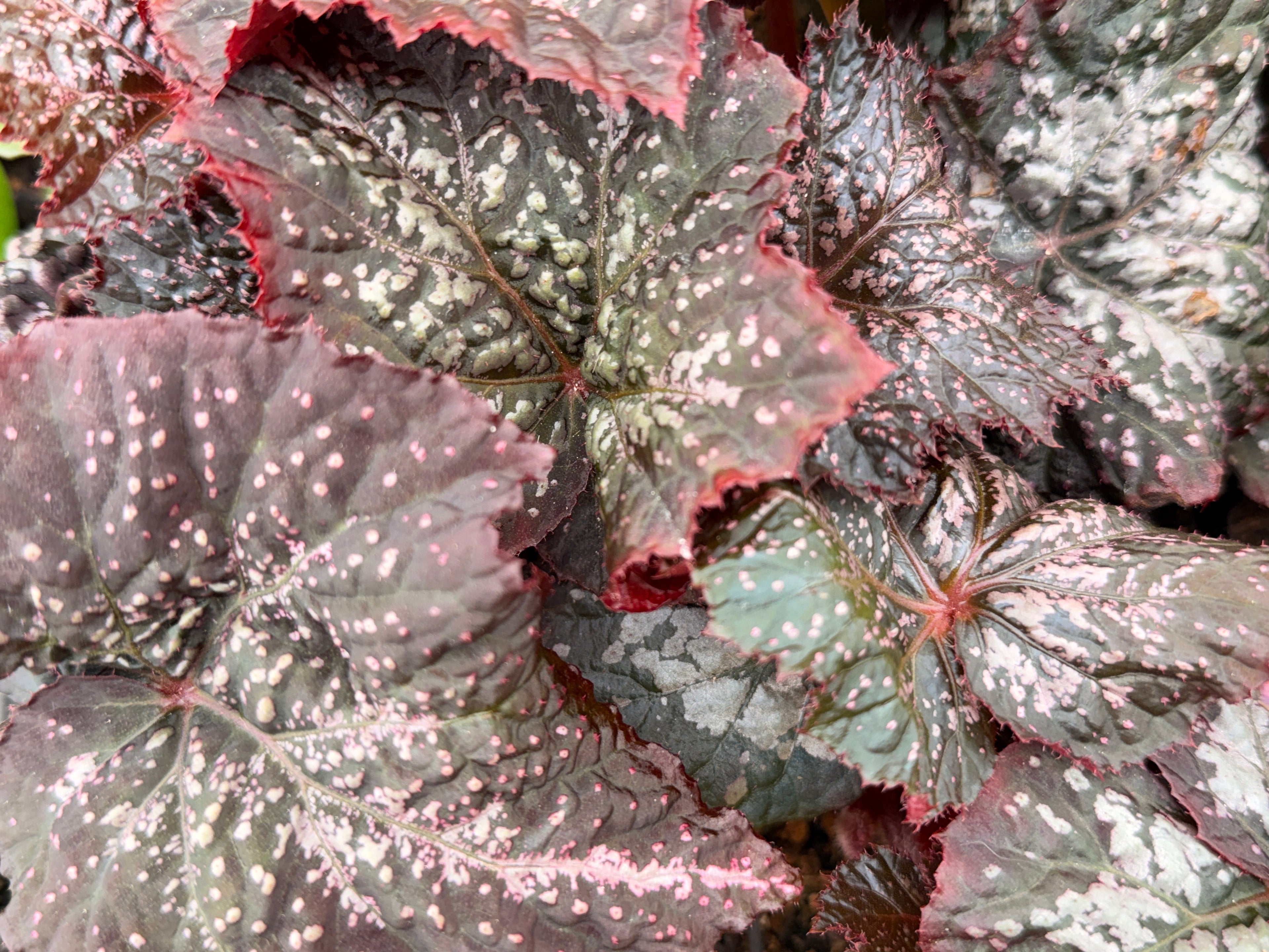 Begonia "Moonlight Snow"