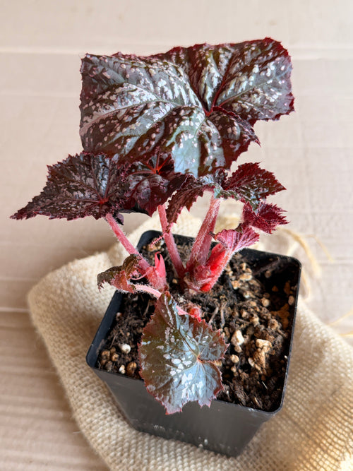 Begonia "Moonlight Snow"