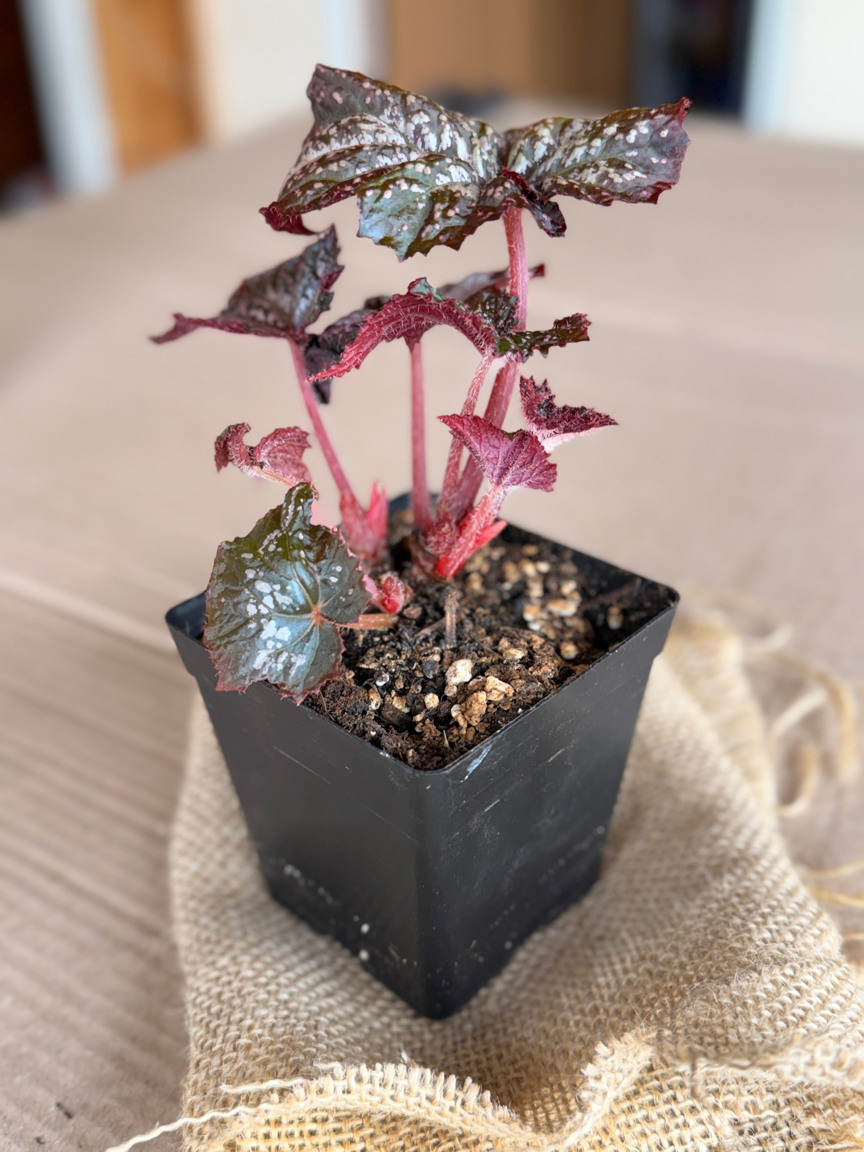 Begonia "Moonlight Snow"