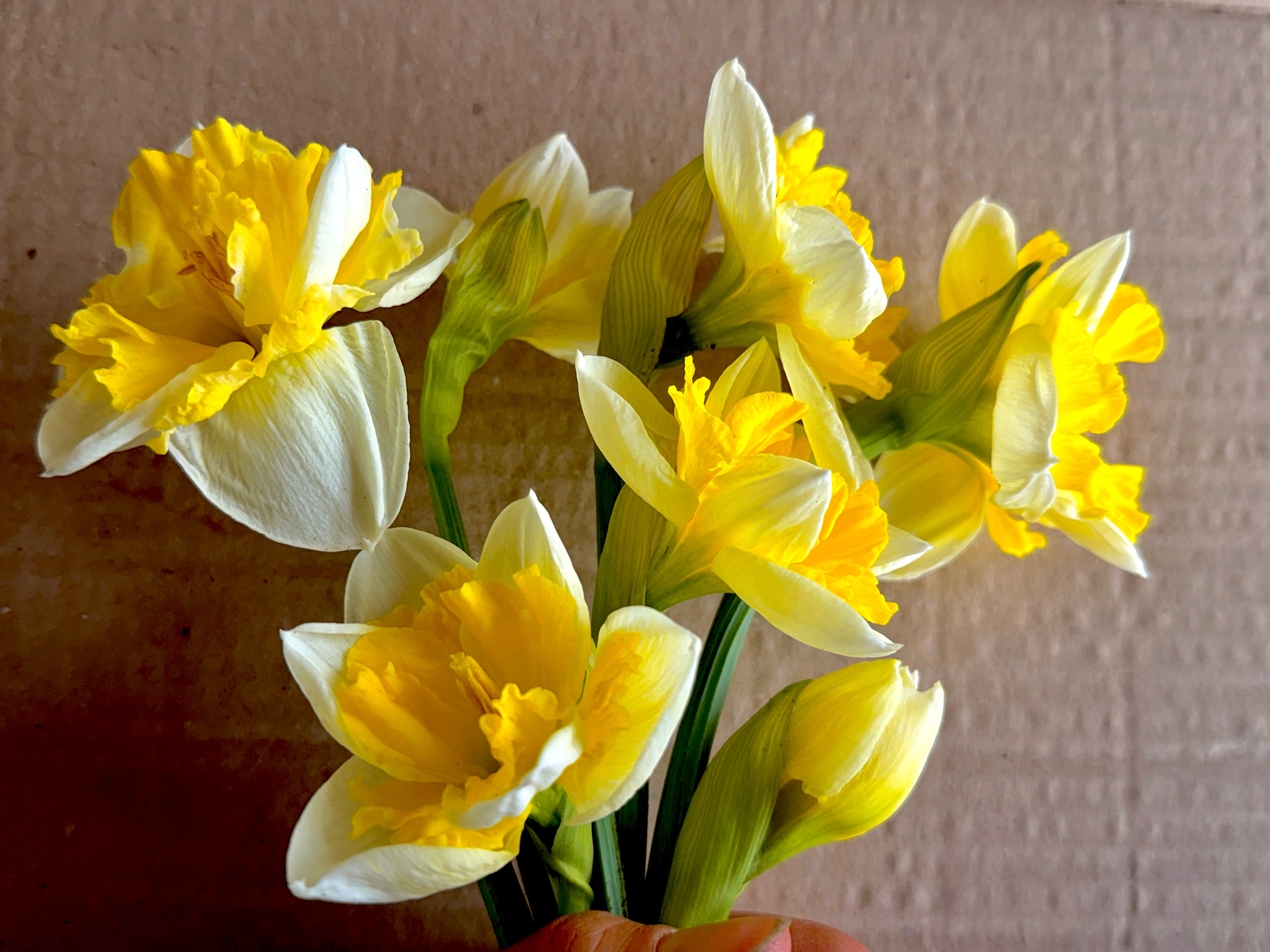 Daffodil - Cassata