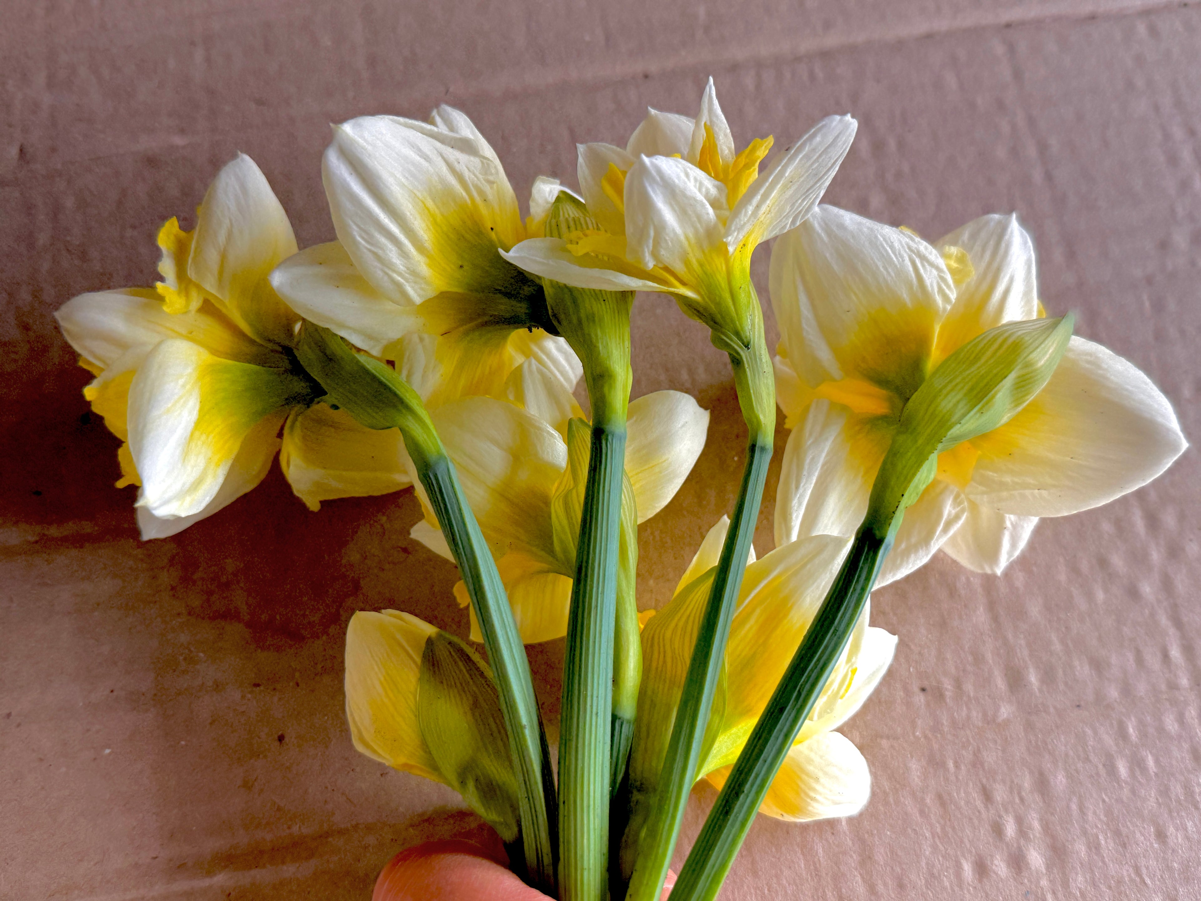 Daffodil - Cassata