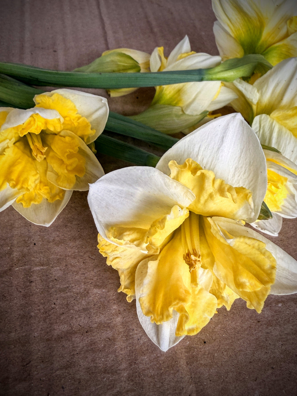 Daffodil - Cassata