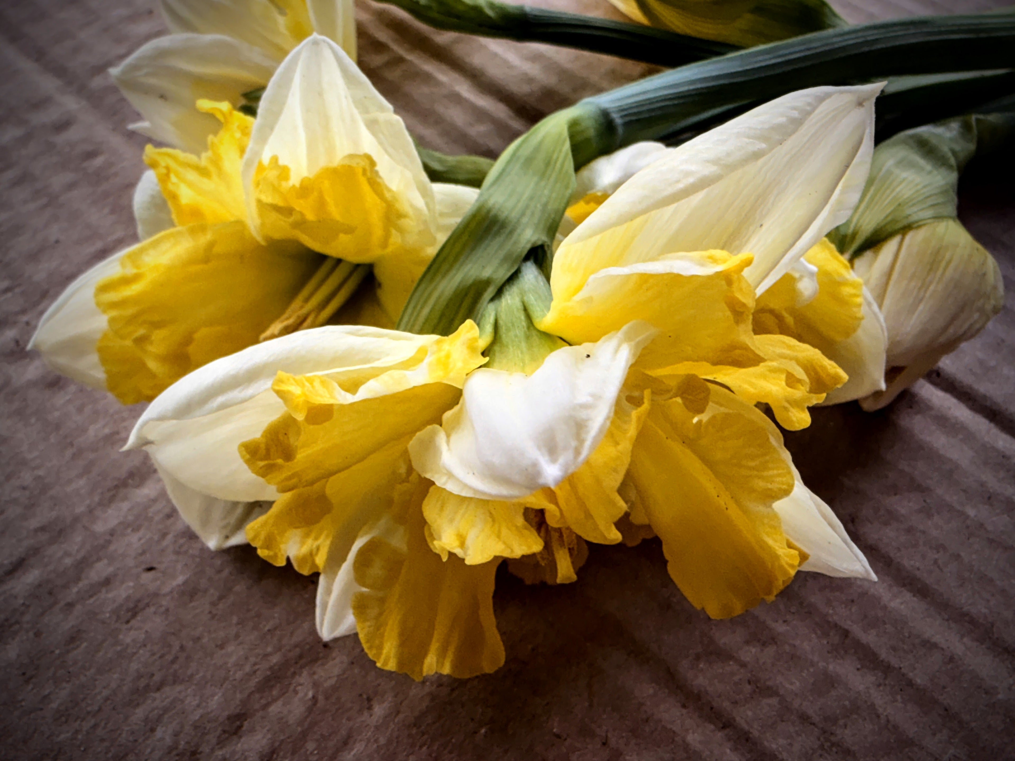 Daffodil - Cassata
