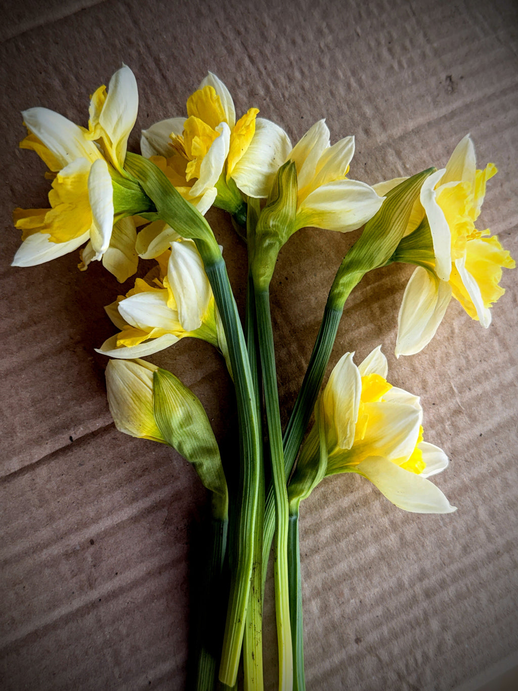 Daffodil - Cassata