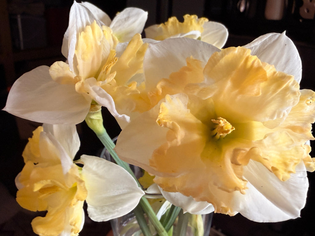 Daffodil - Cassata