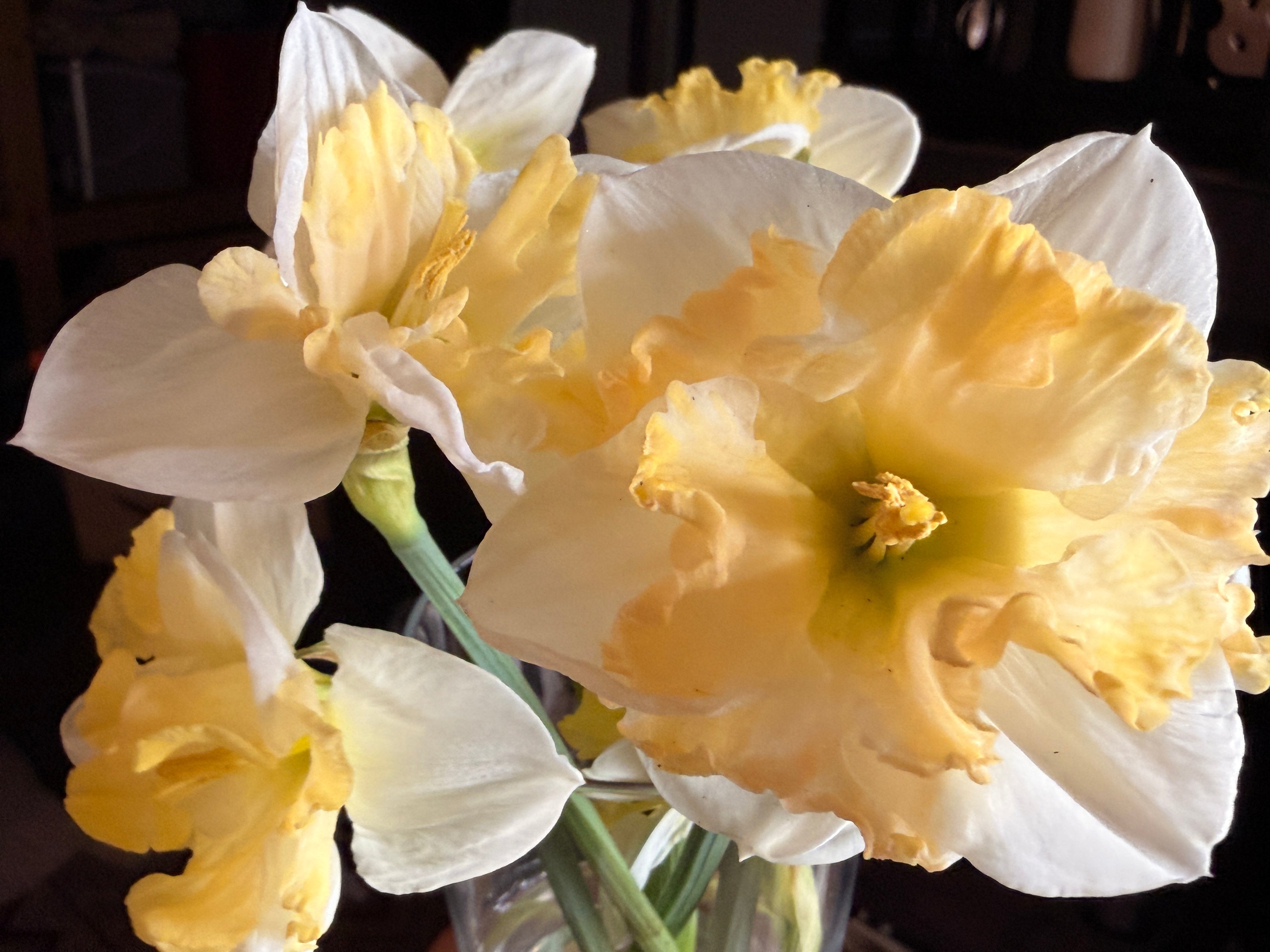 Daffodil - Cassata