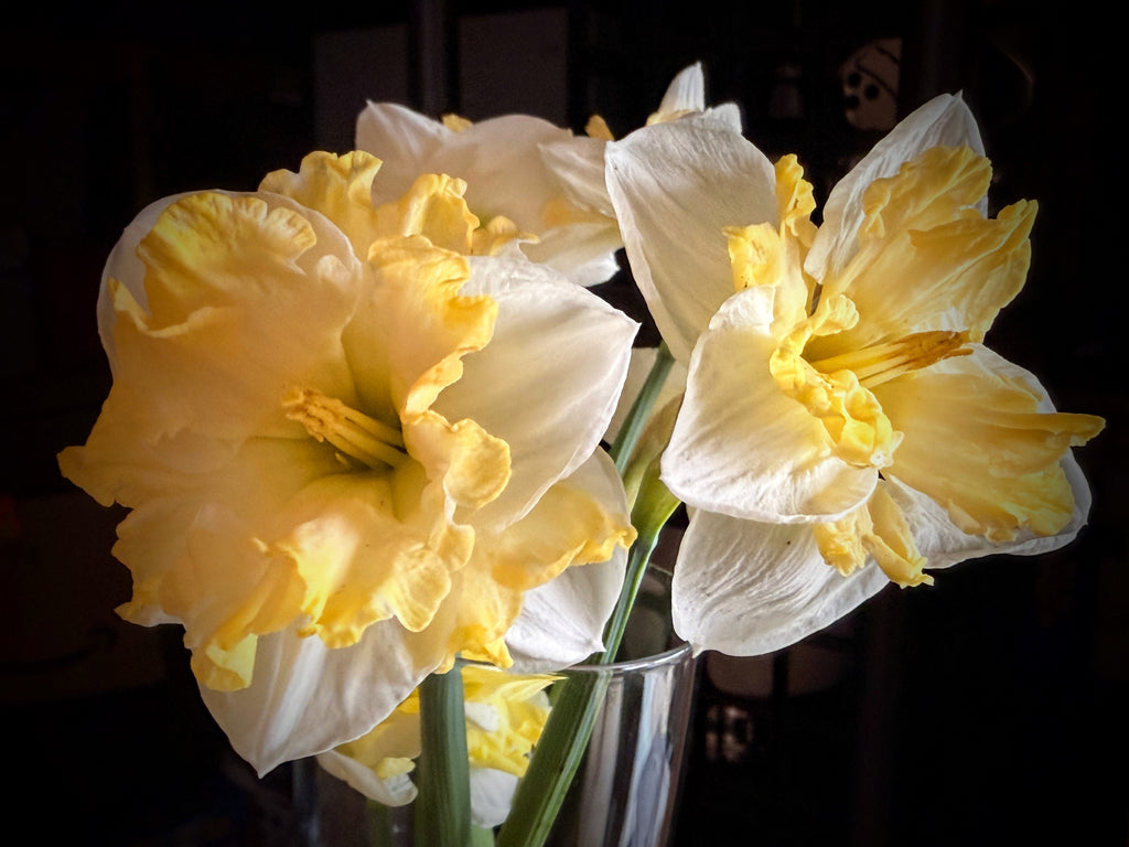 Daffodil - Cassata