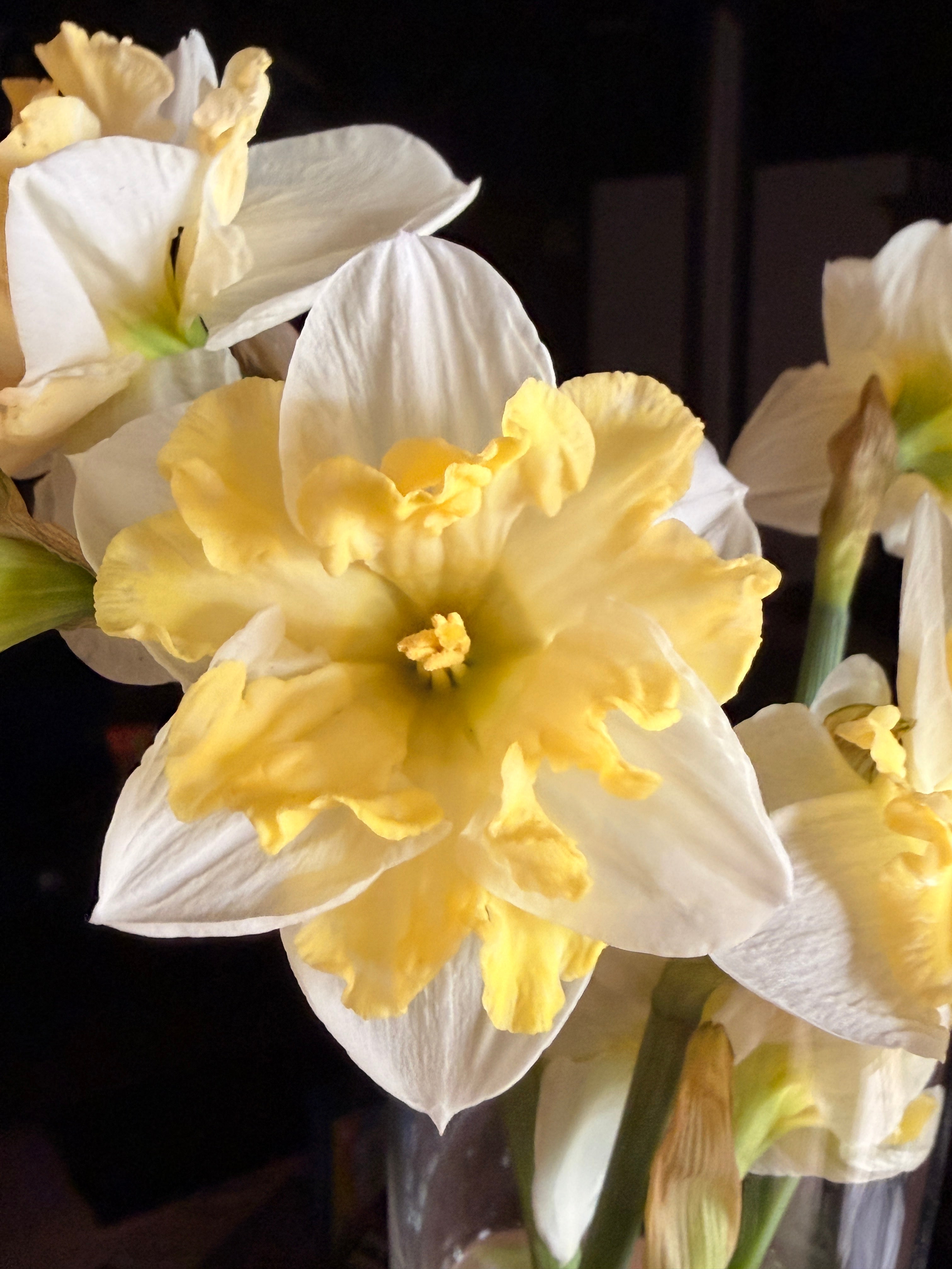 Daffodil - Cassata