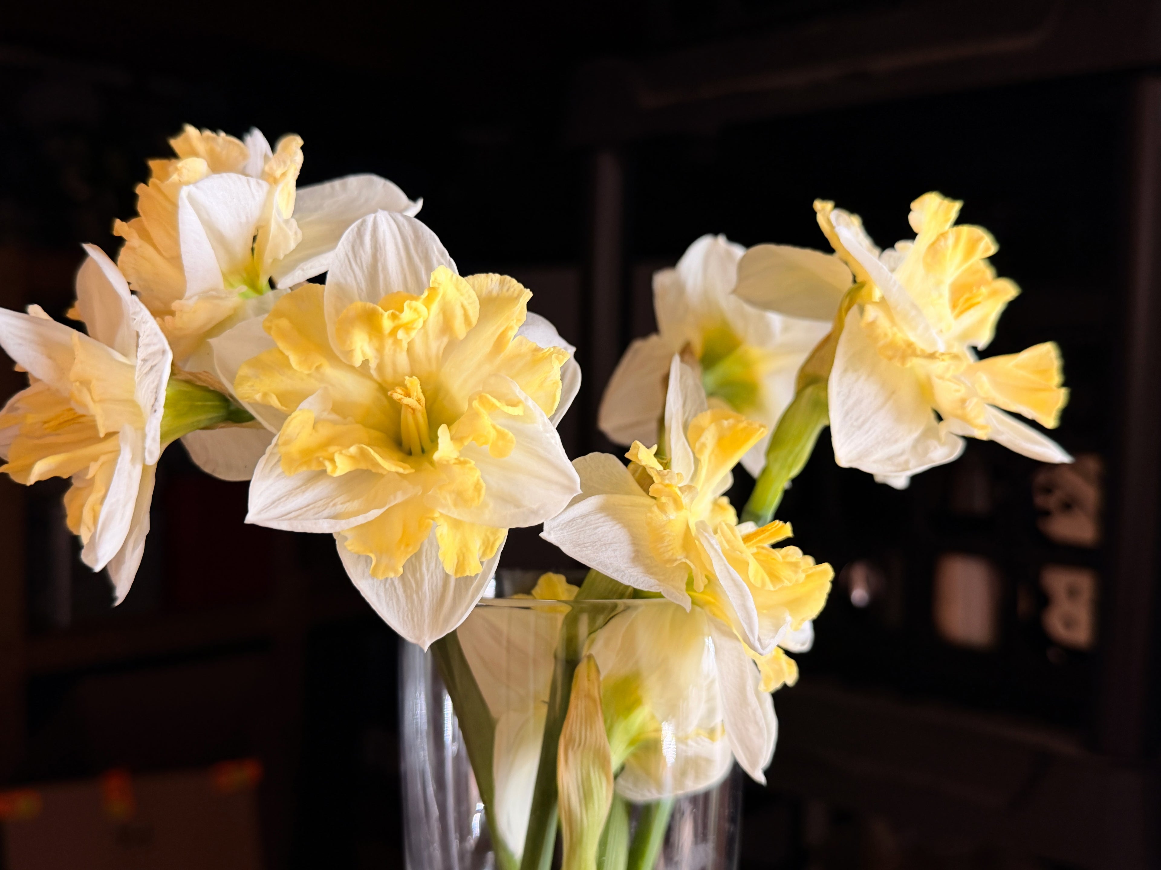 Daffodil - Cassata