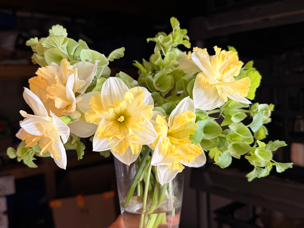 Daffodil - Cassata