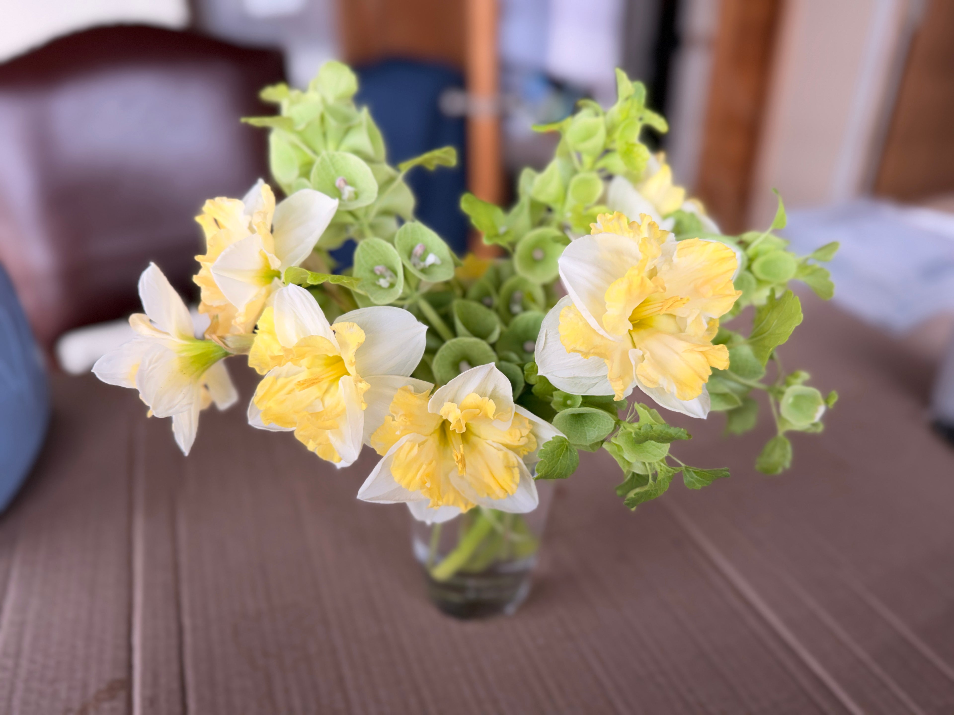 Daffodil - Cassata
