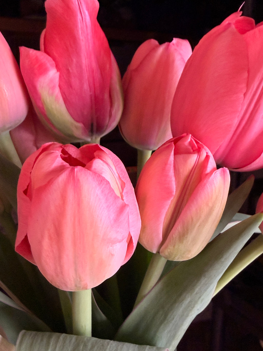 Tulip - Pink Impression