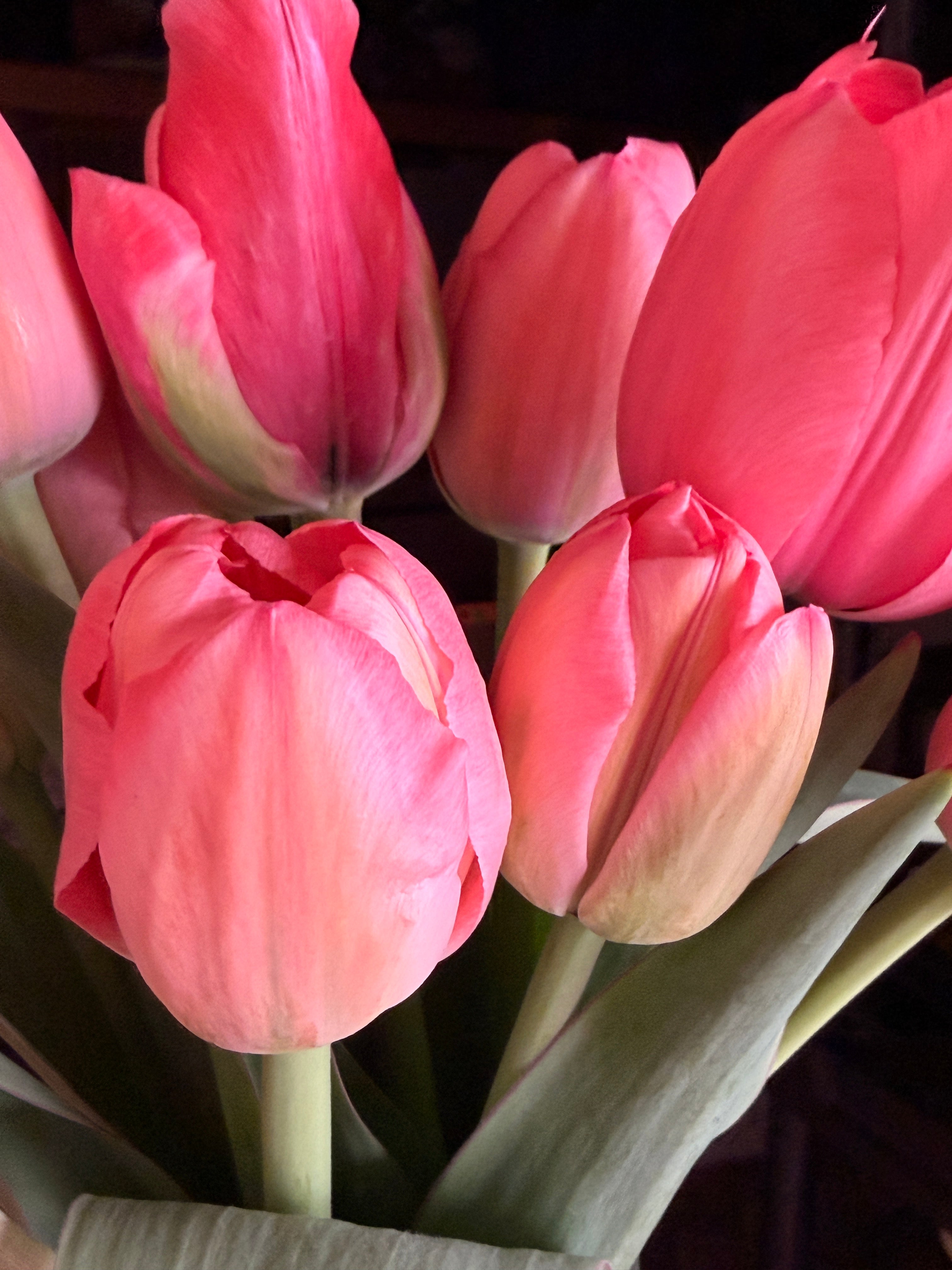 Tulip - Pink Impression