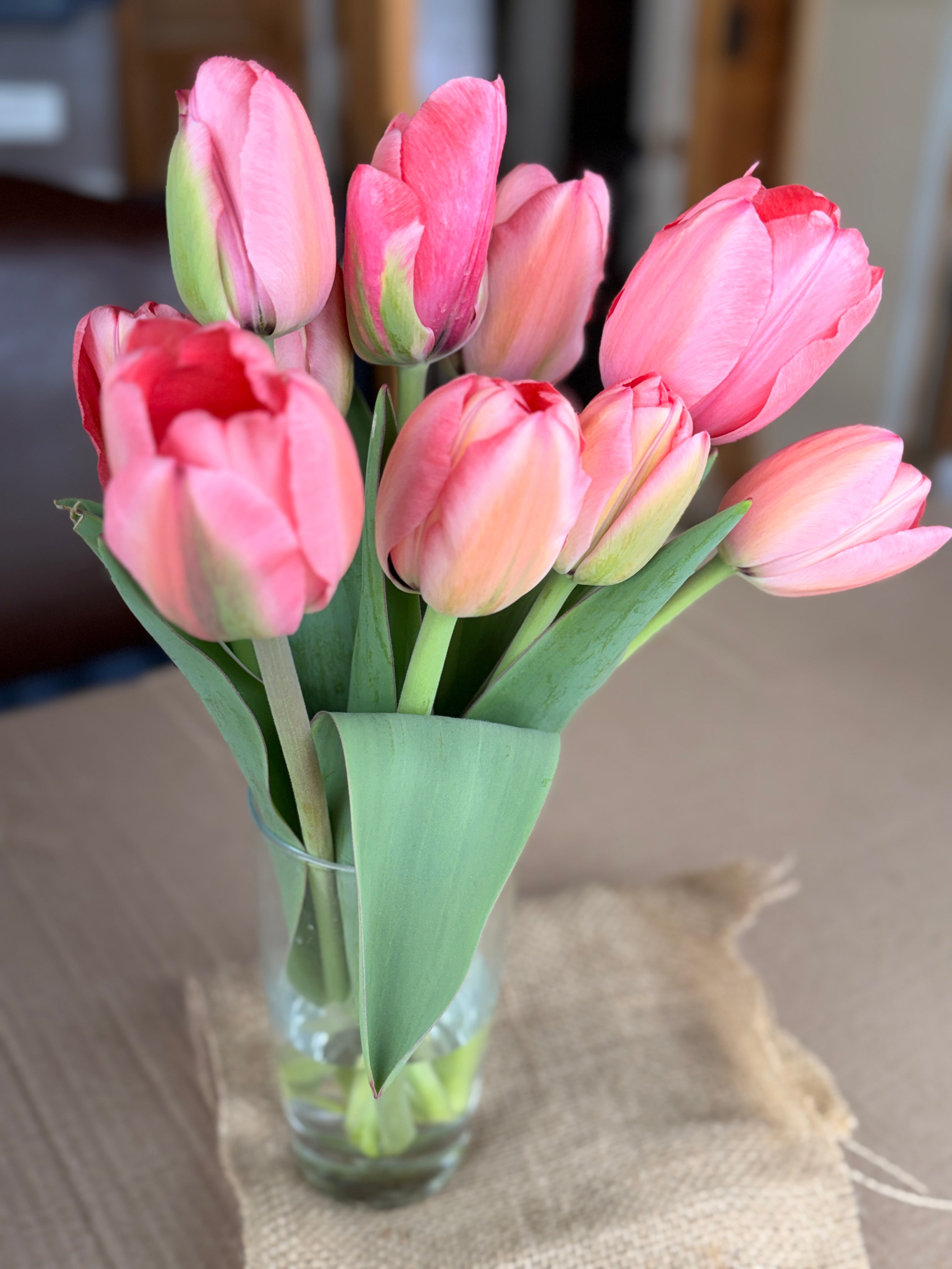 Tulip - Pink Impression