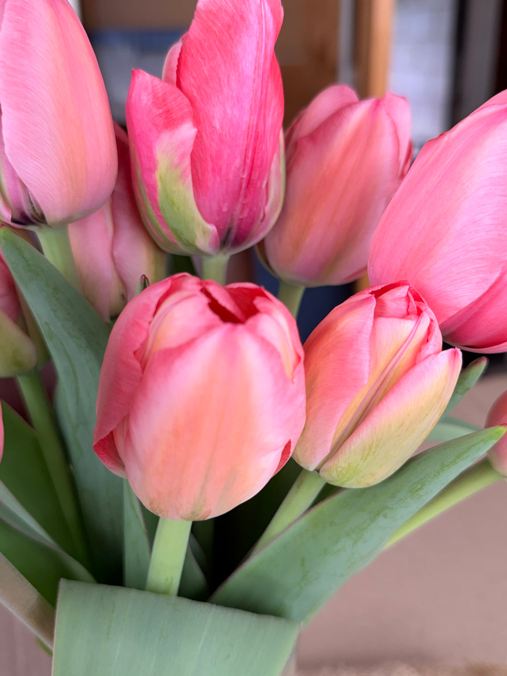 Tulip - Pink Impression