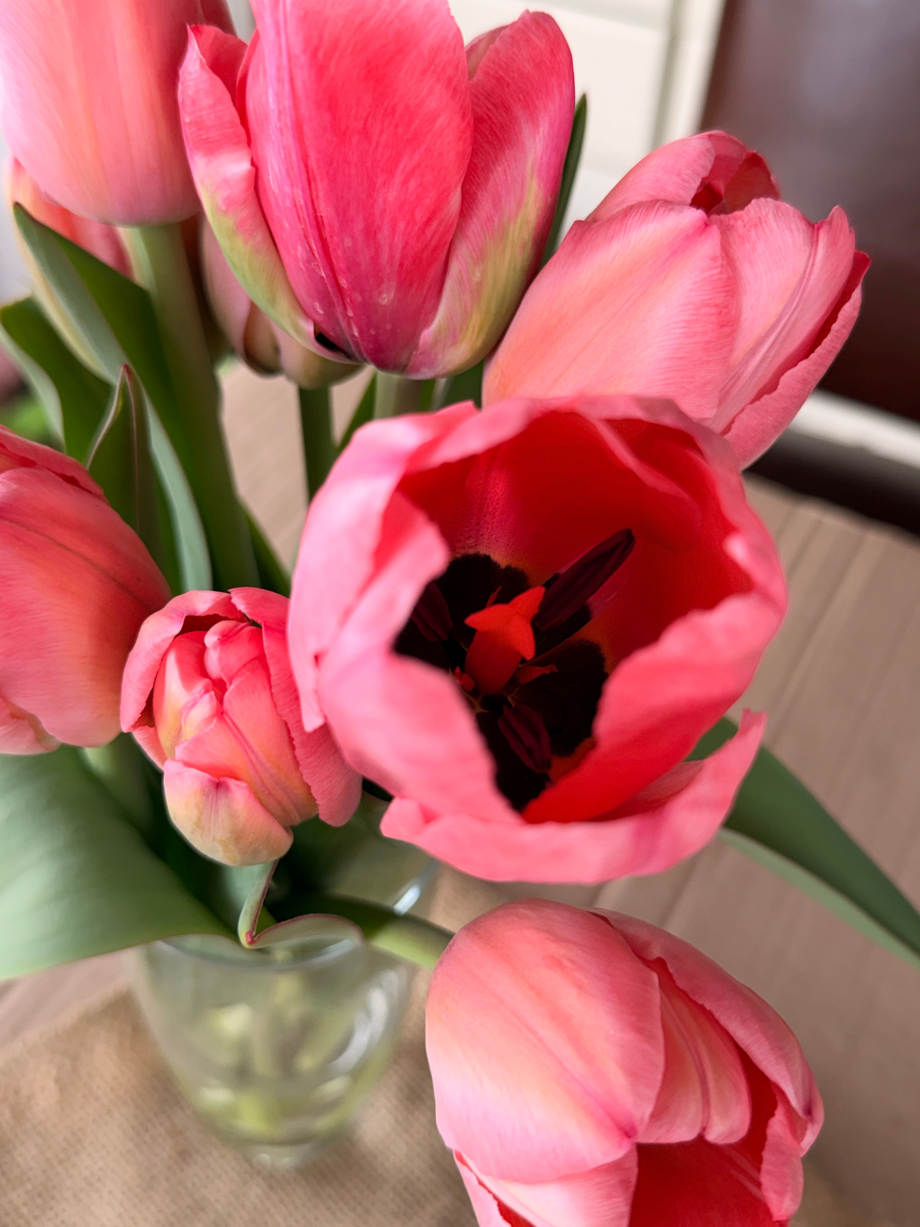 Tulip - Pink Impression