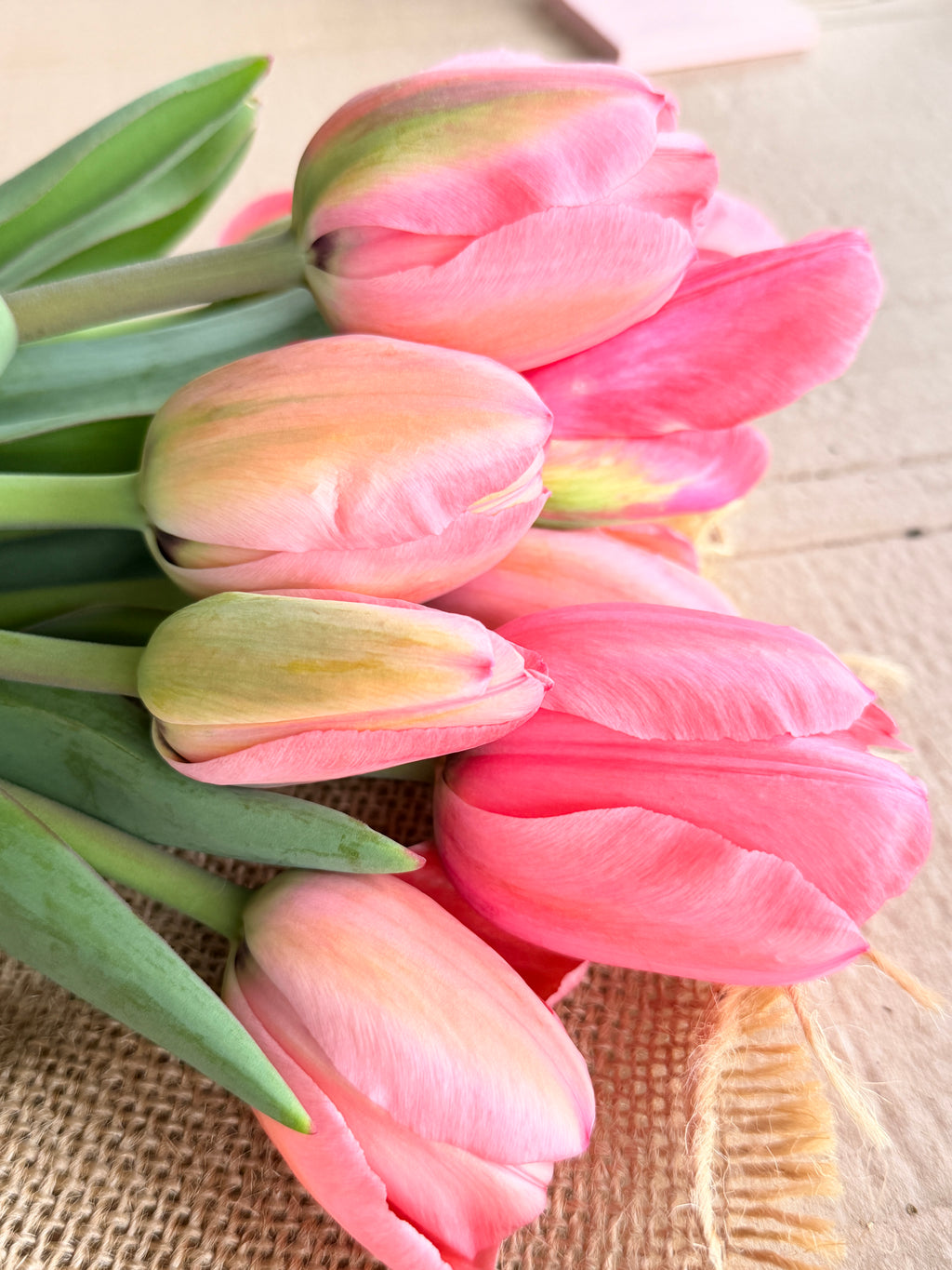Tulip - Pink Impression