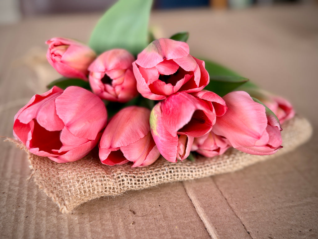 Tulip - Pink Impression