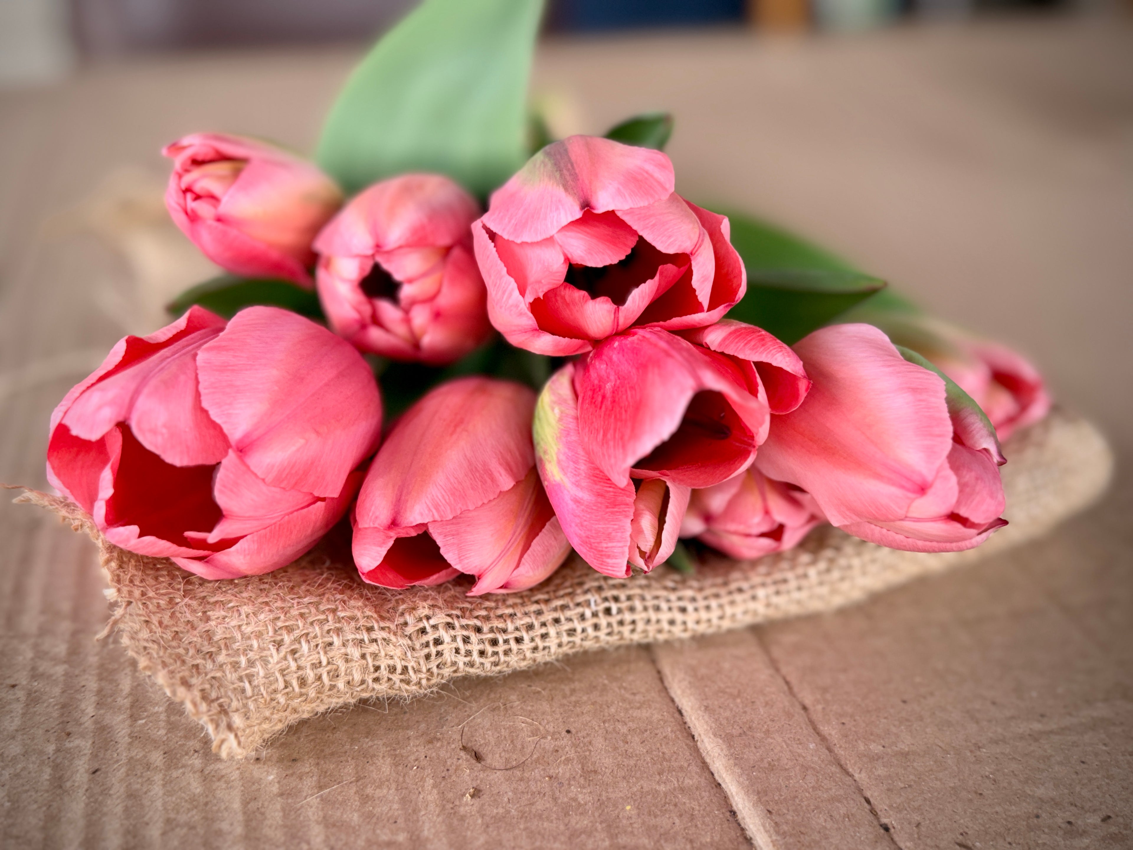 Tulip - Pink Impression