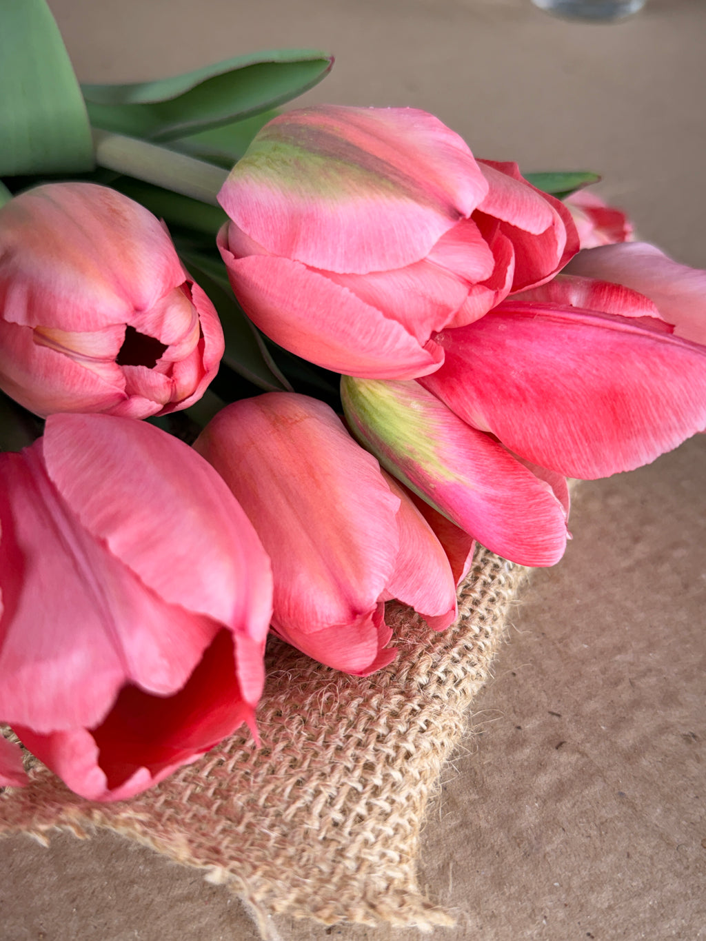 Tulip - Pink Impression