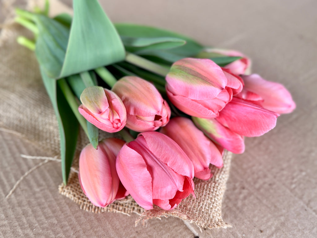Tulip - Pink Impression