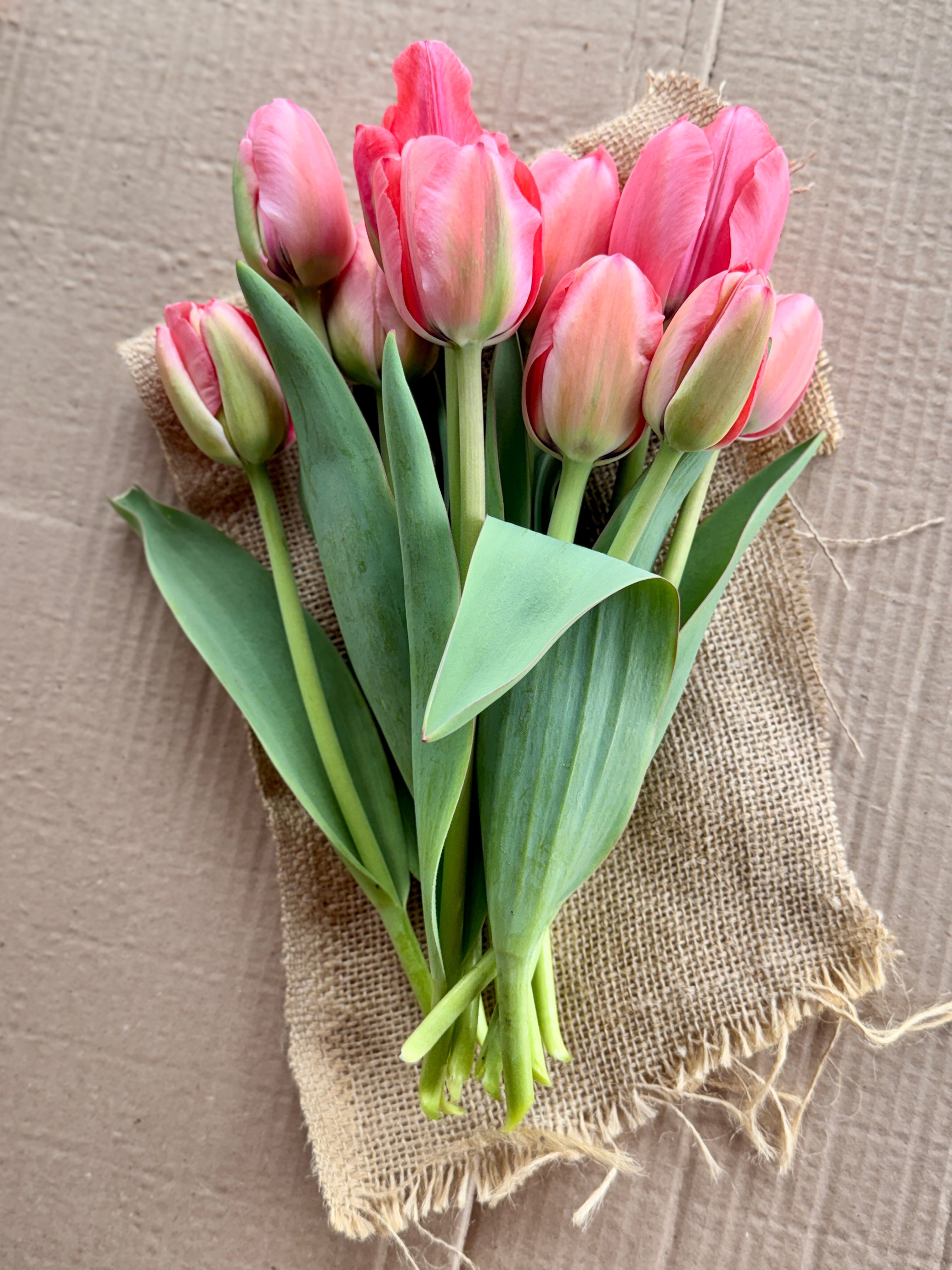Tulip - Pink Impression