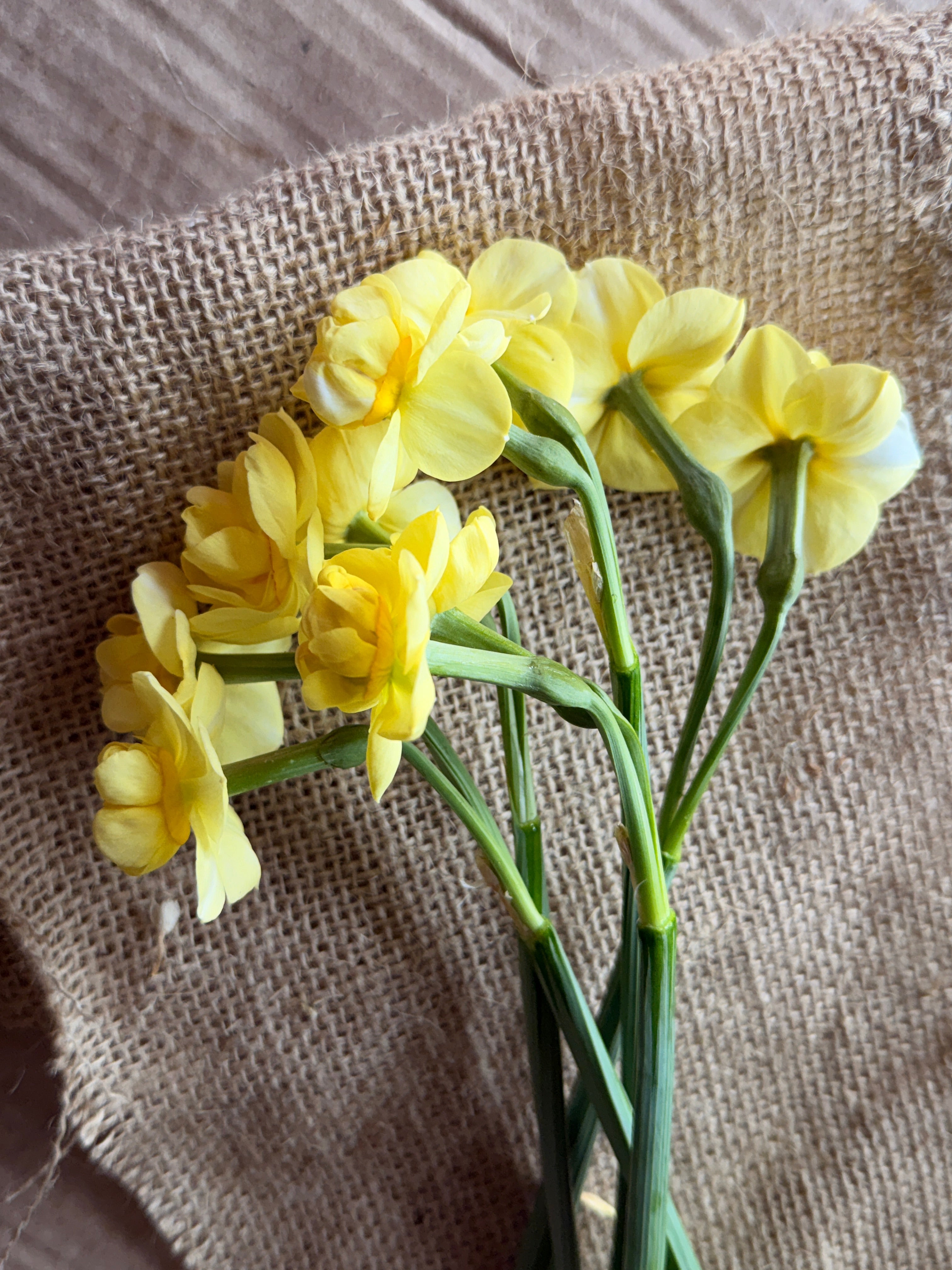 Daffodil - Yellow Cheerfulness