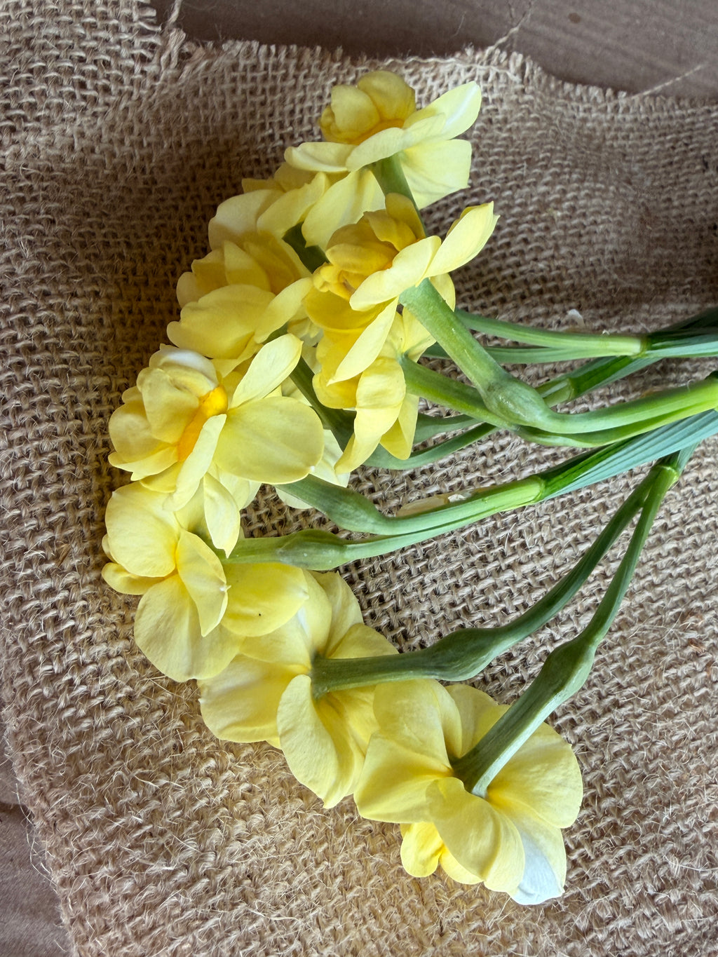 Daffodil - Yellow Cheerfulness