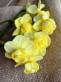 Daffodil - Yellow Cheerfulness