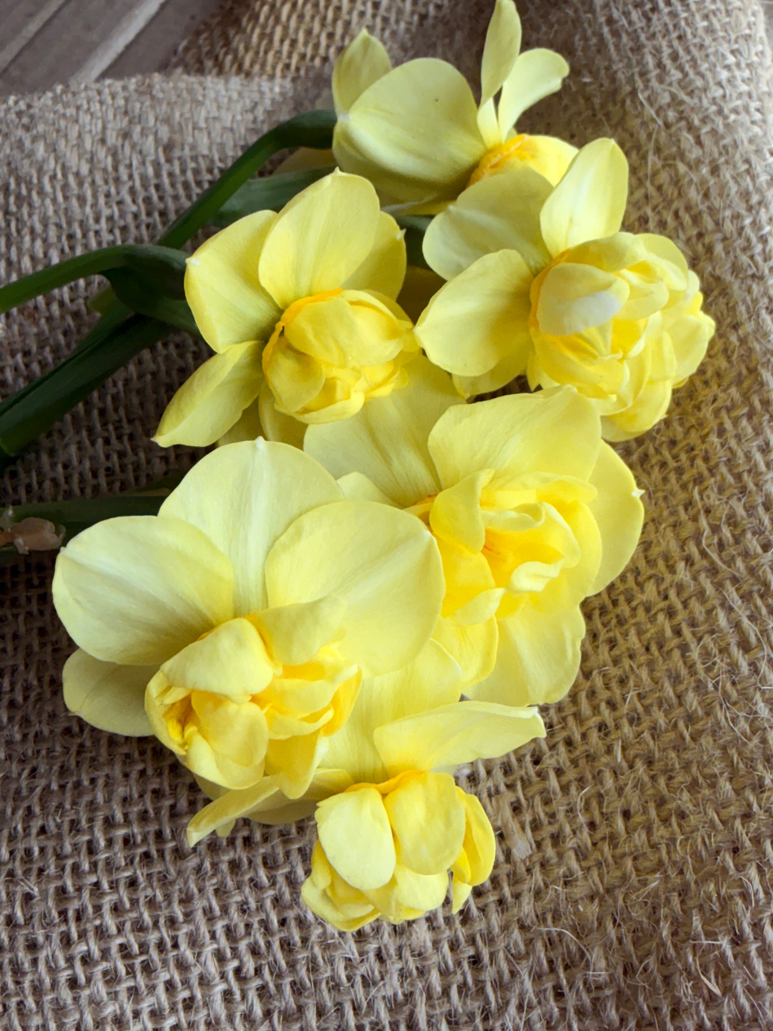 Daffodil - Yellow Cheerfulness