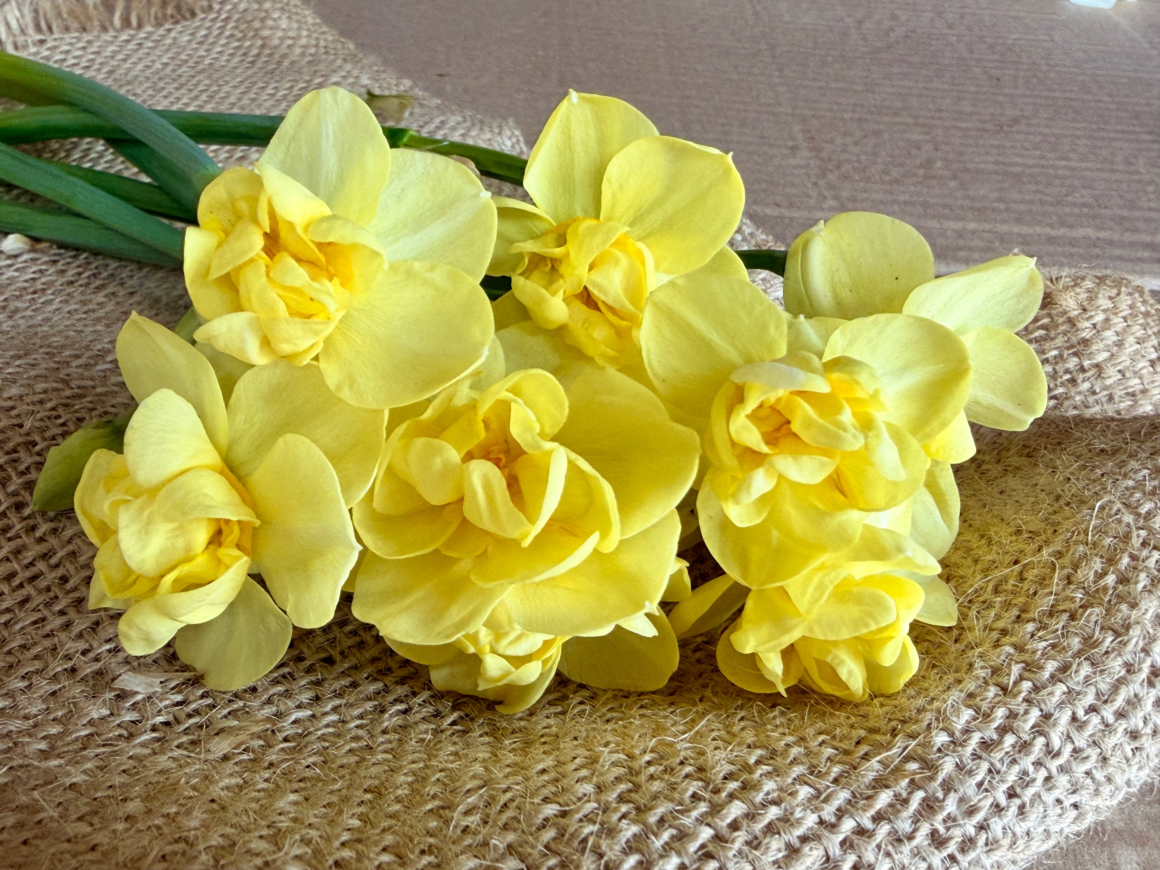 Daffodil - Yellow Cheerfulness