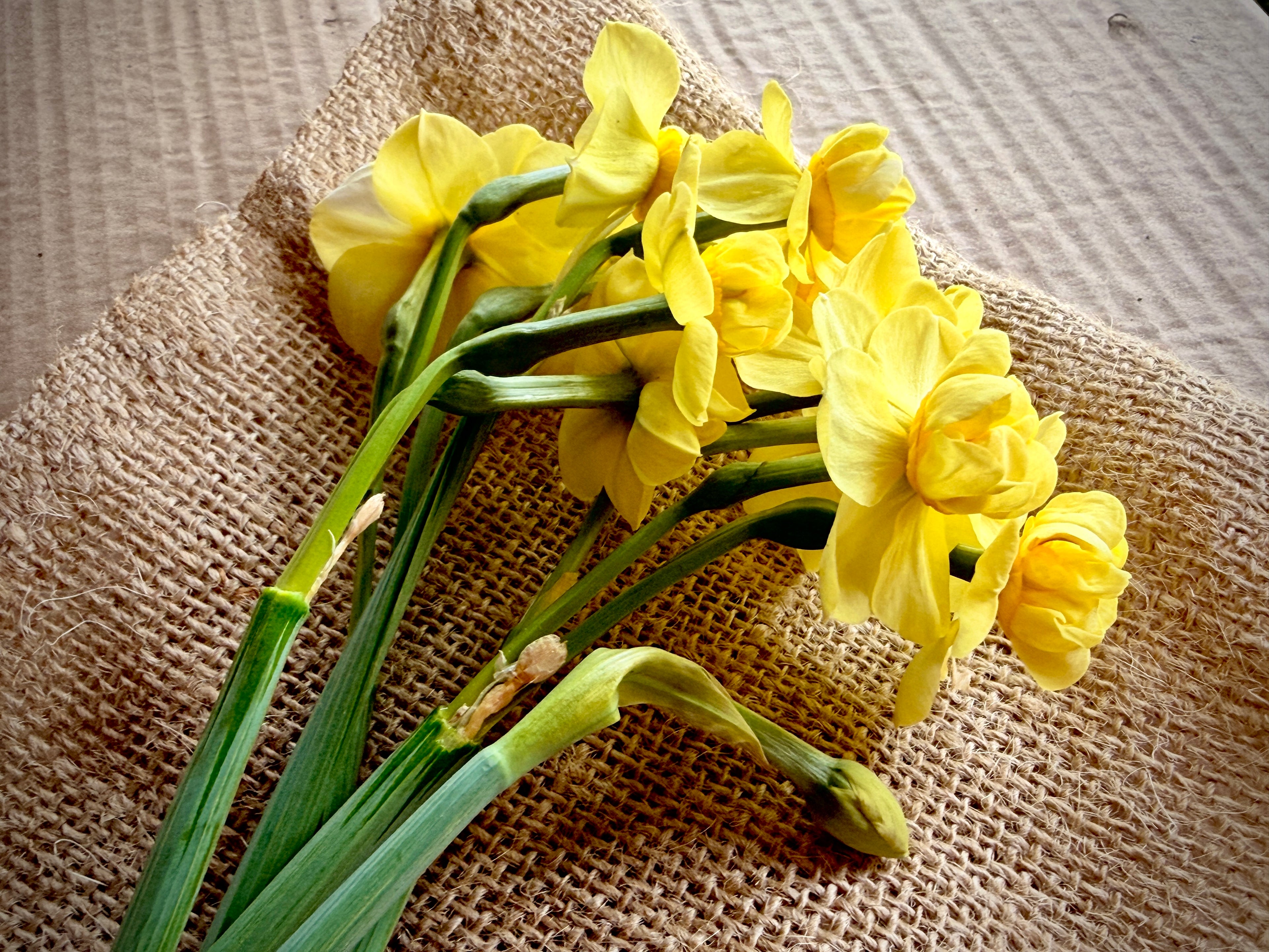 Daffodil - Yellow Cheerfulness
