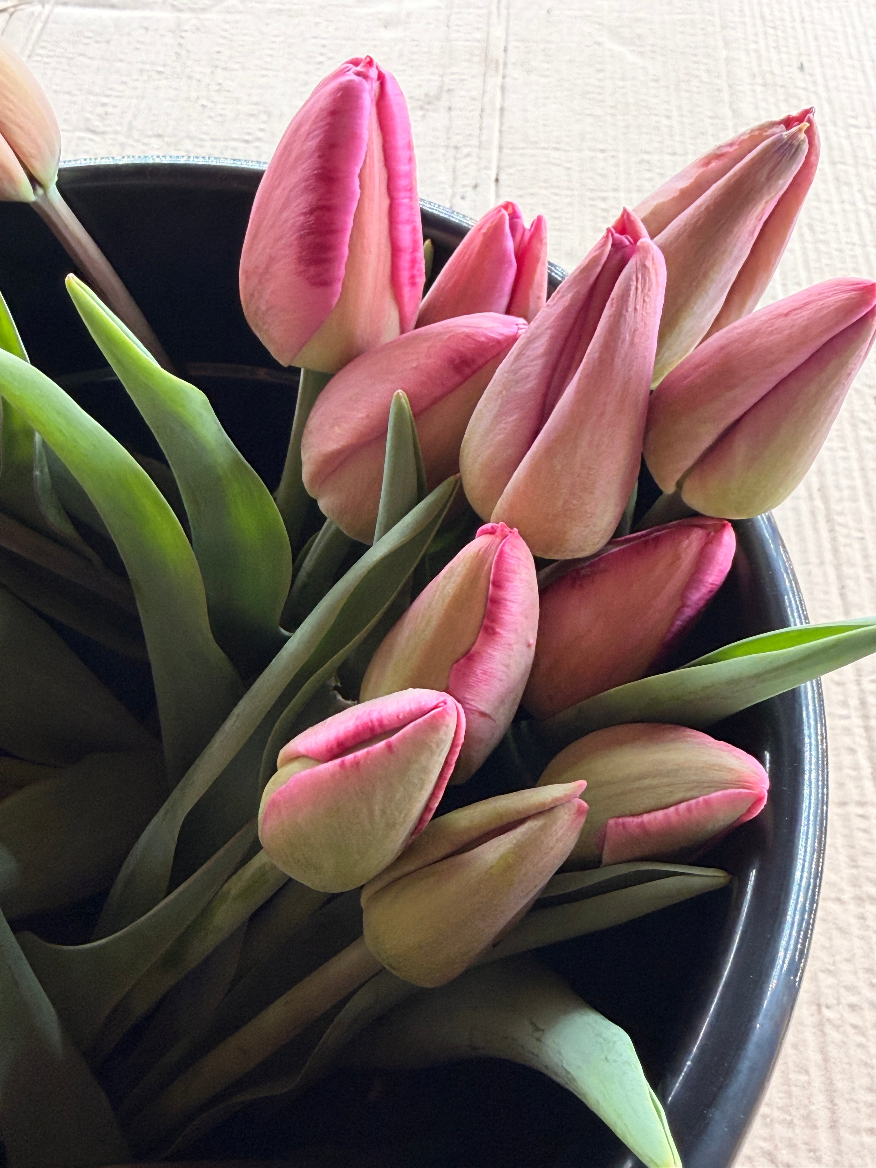 Tulip - Purple Pride