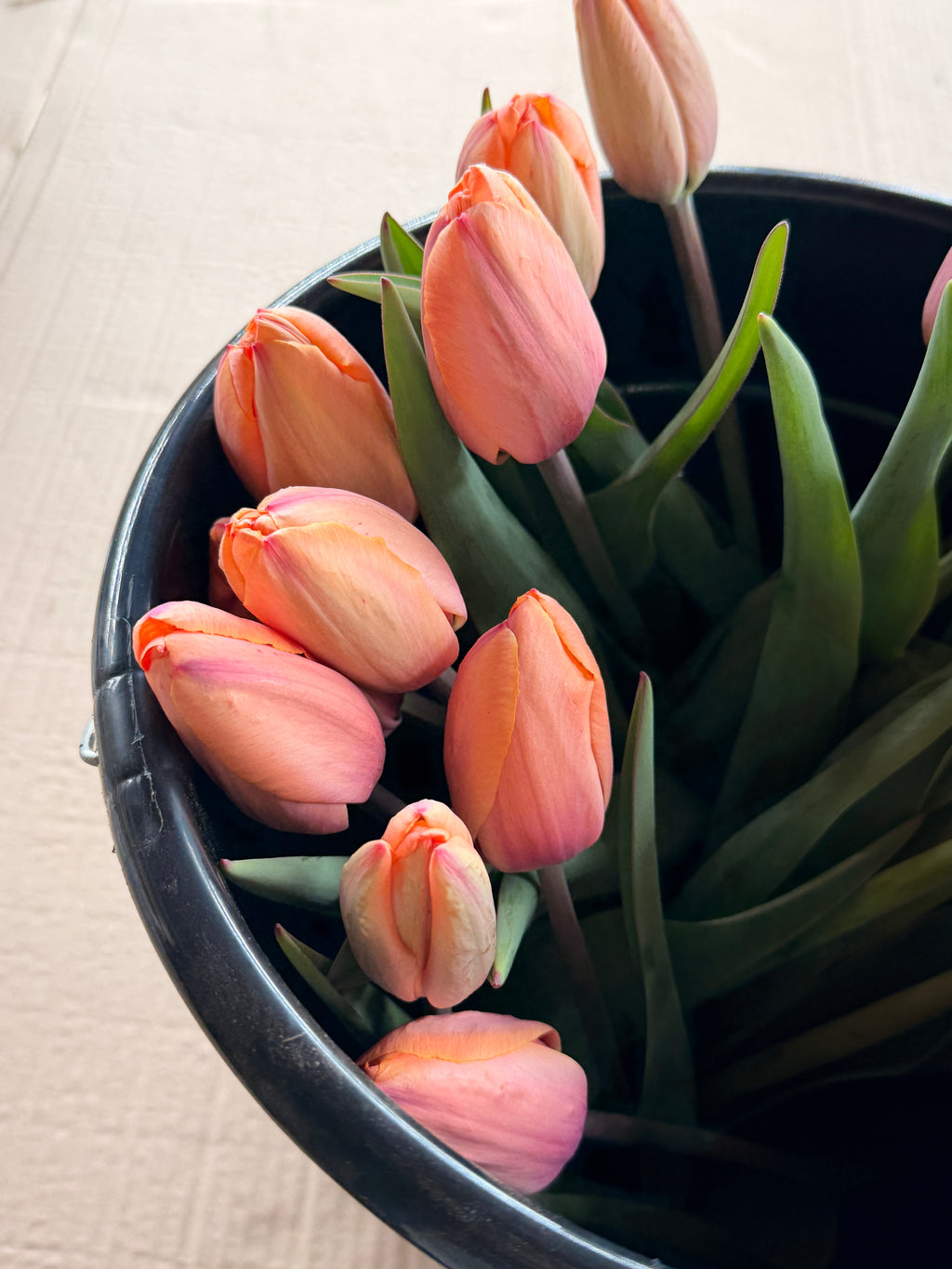 Tulip - Apricot Impressions