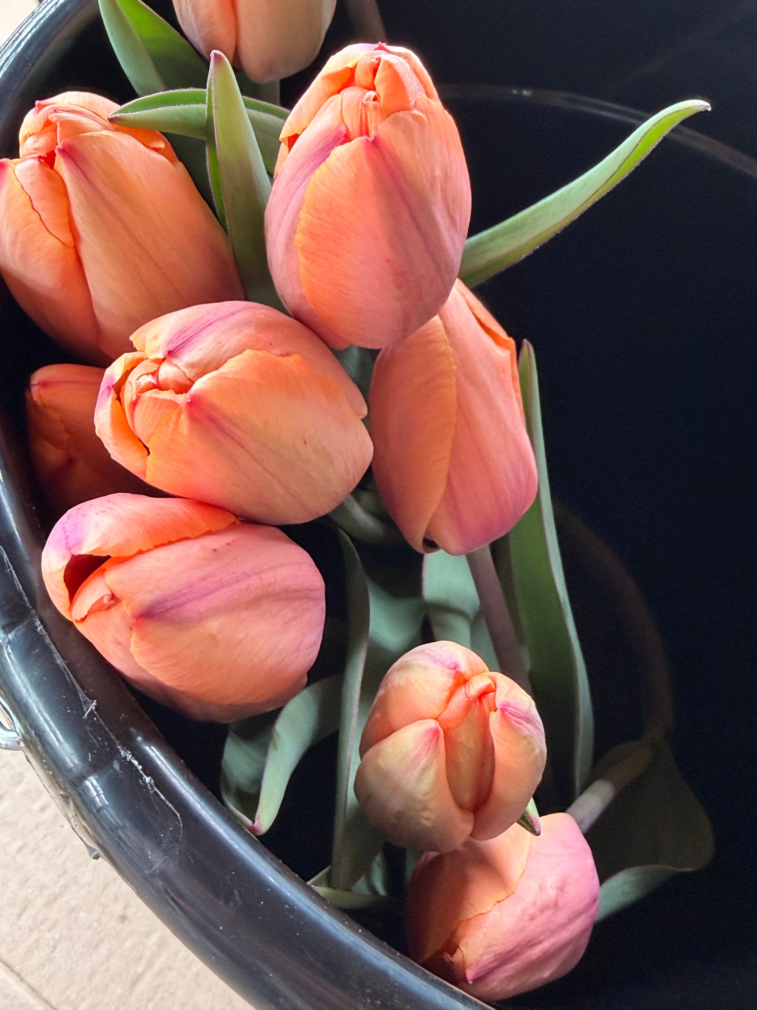 Tulip - Apricot Impressions